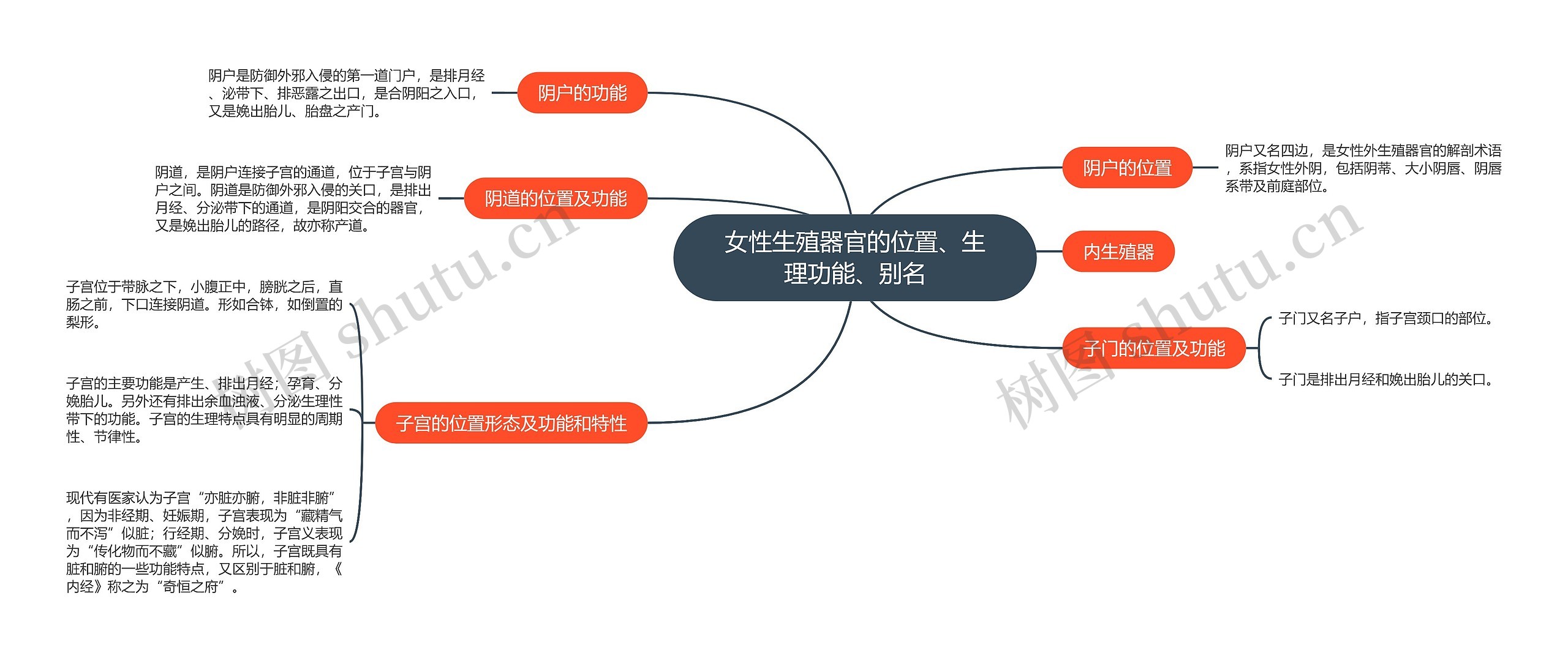 女性生殖器官的位置、生理功能、别名思维导图