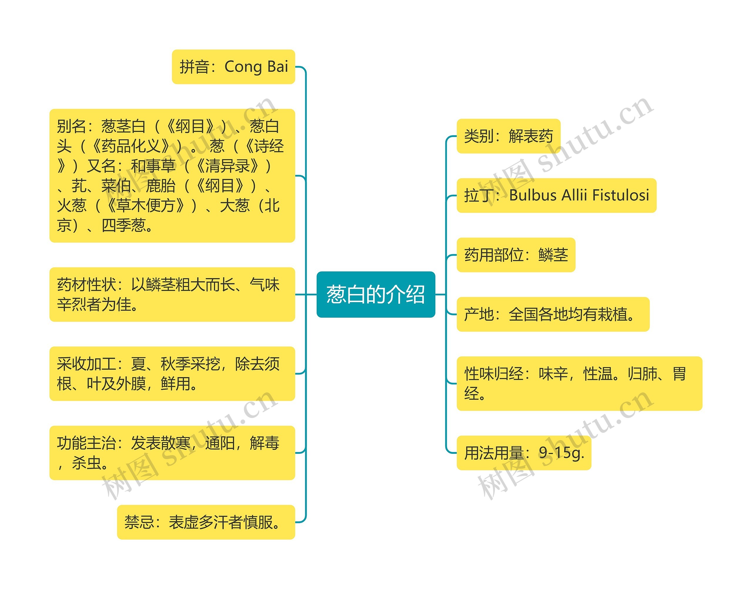 葱白的介绍思维导图