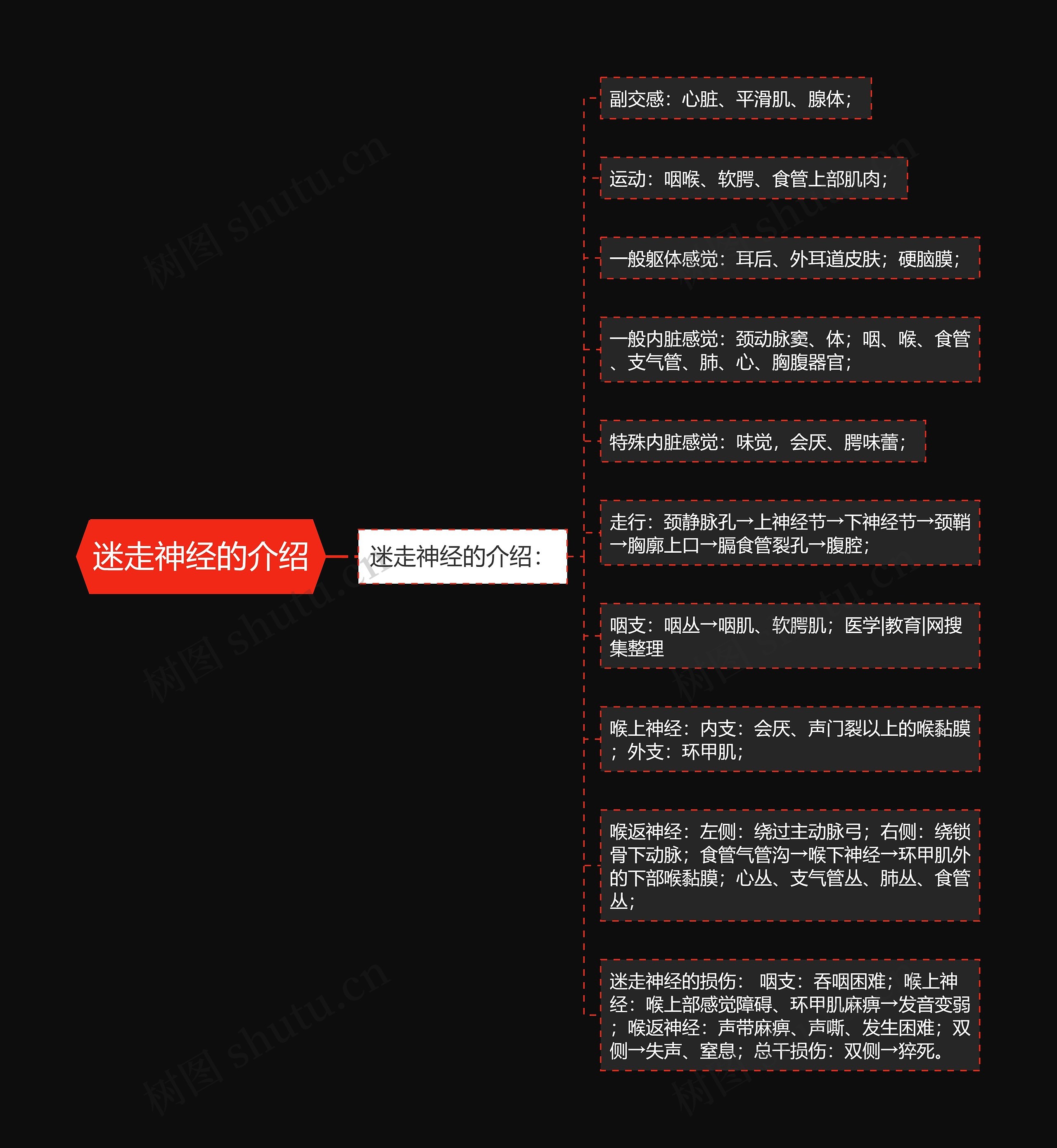 迷走神经的介绍思维导图