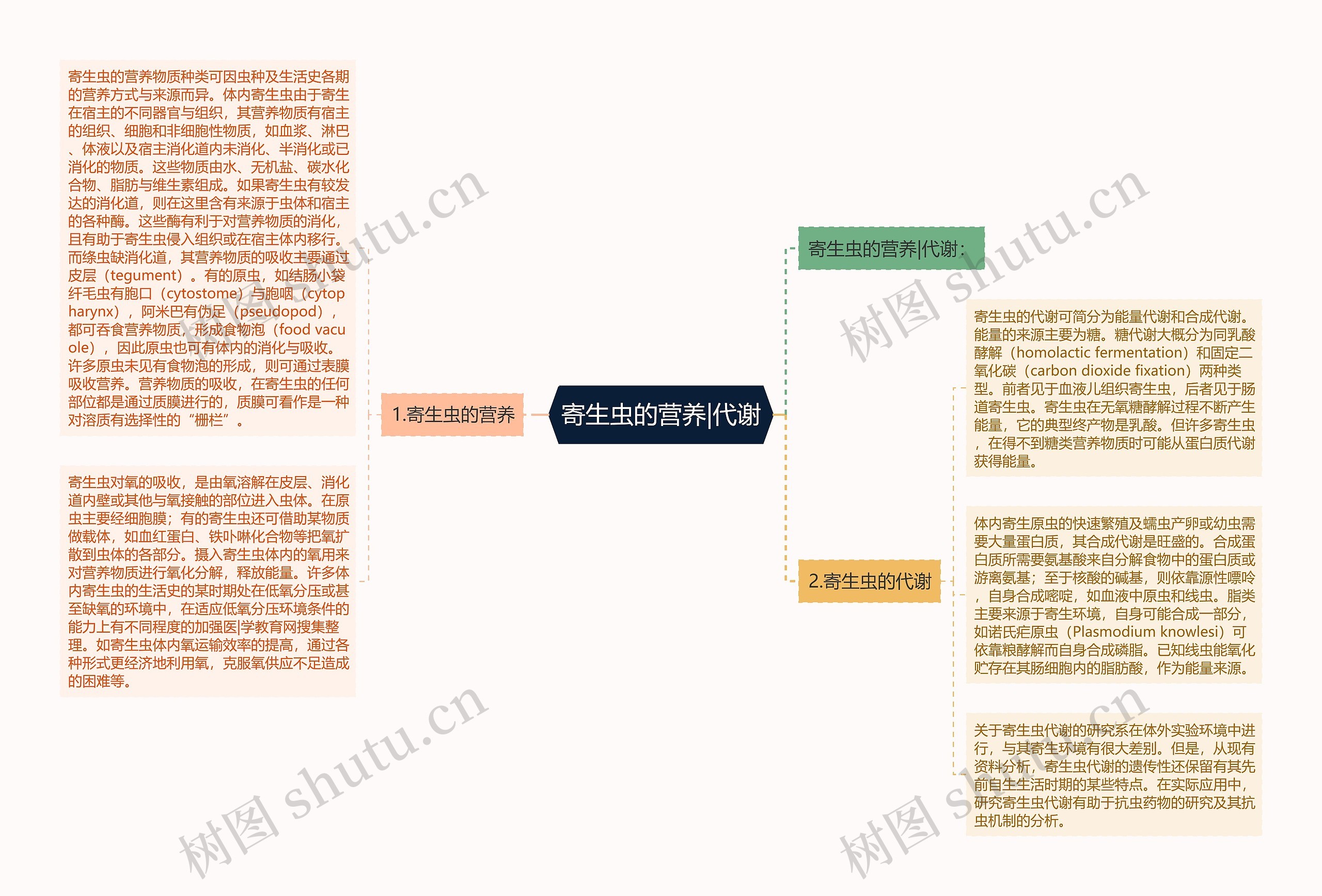 寄生虫的营养|代谢思维导图