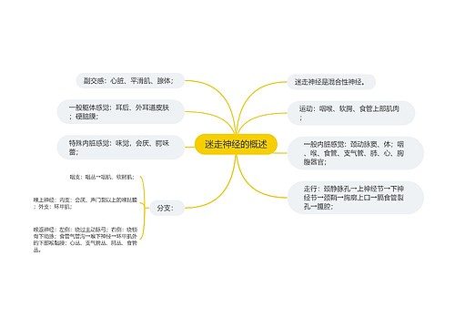 迷走神经的概述