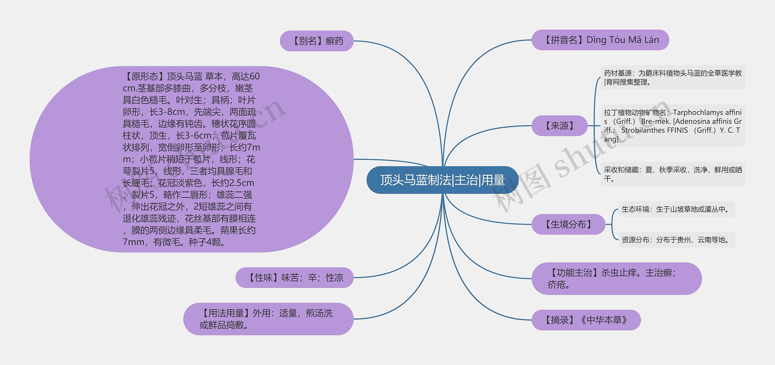 顶头马蓝制法|主治|用量思维导图