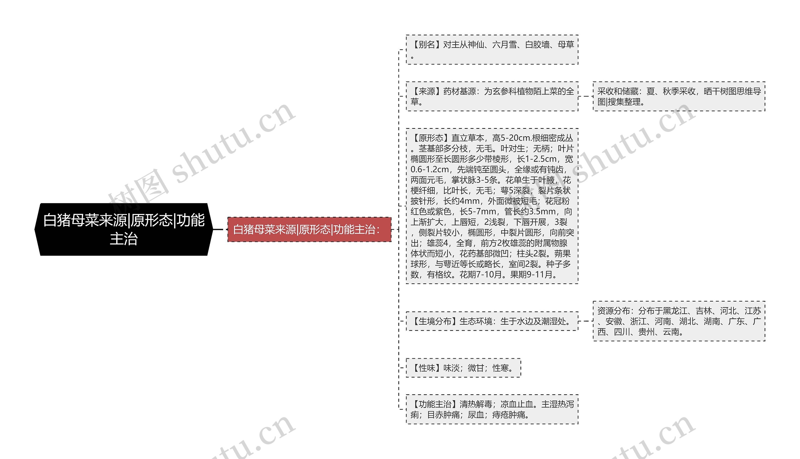 白猪母菜来源|原形态|功能主治思维导图