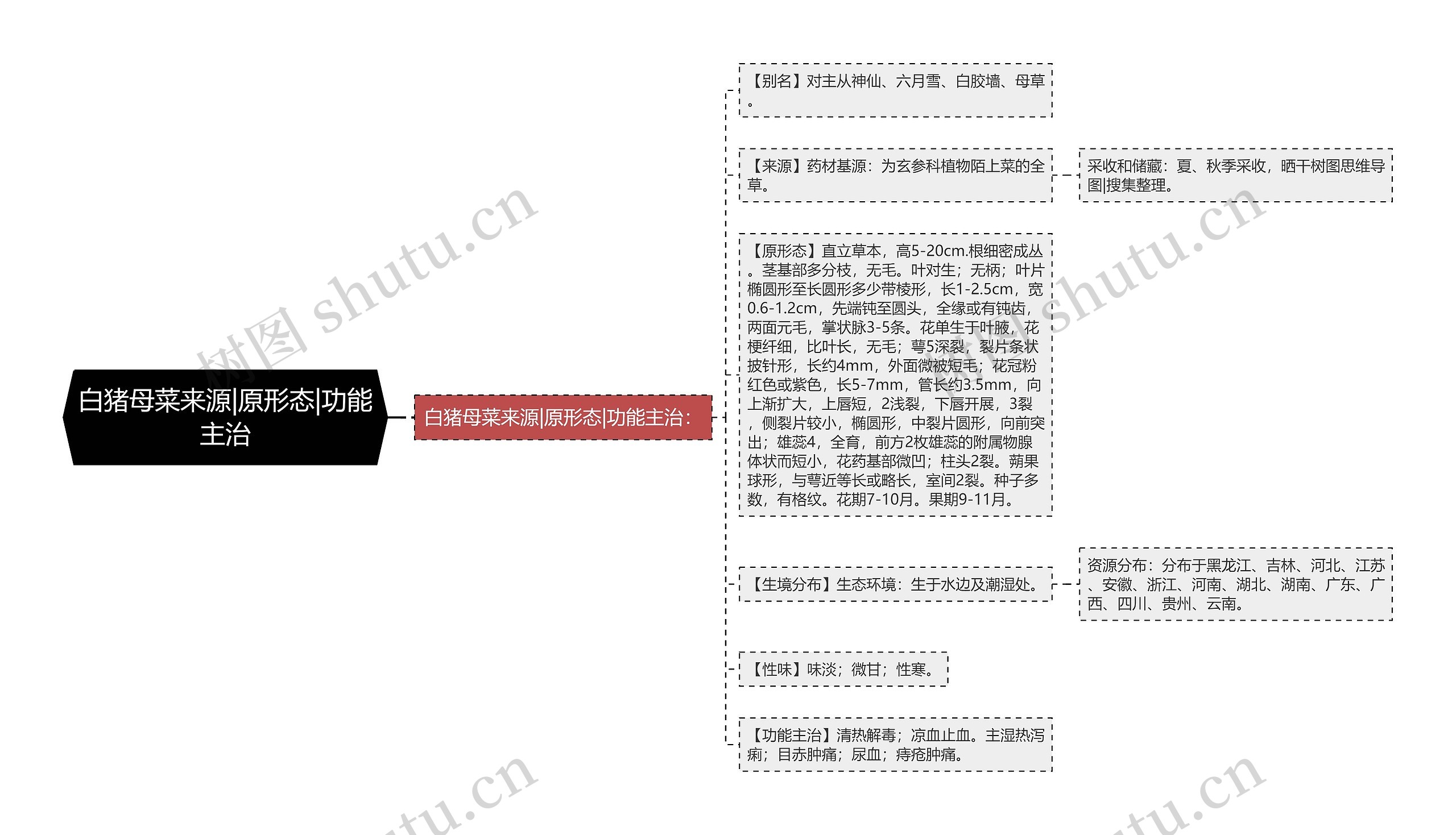 白猪母菜来源|原形态|功能主治 白猪母菜来源|原形态|功能主治