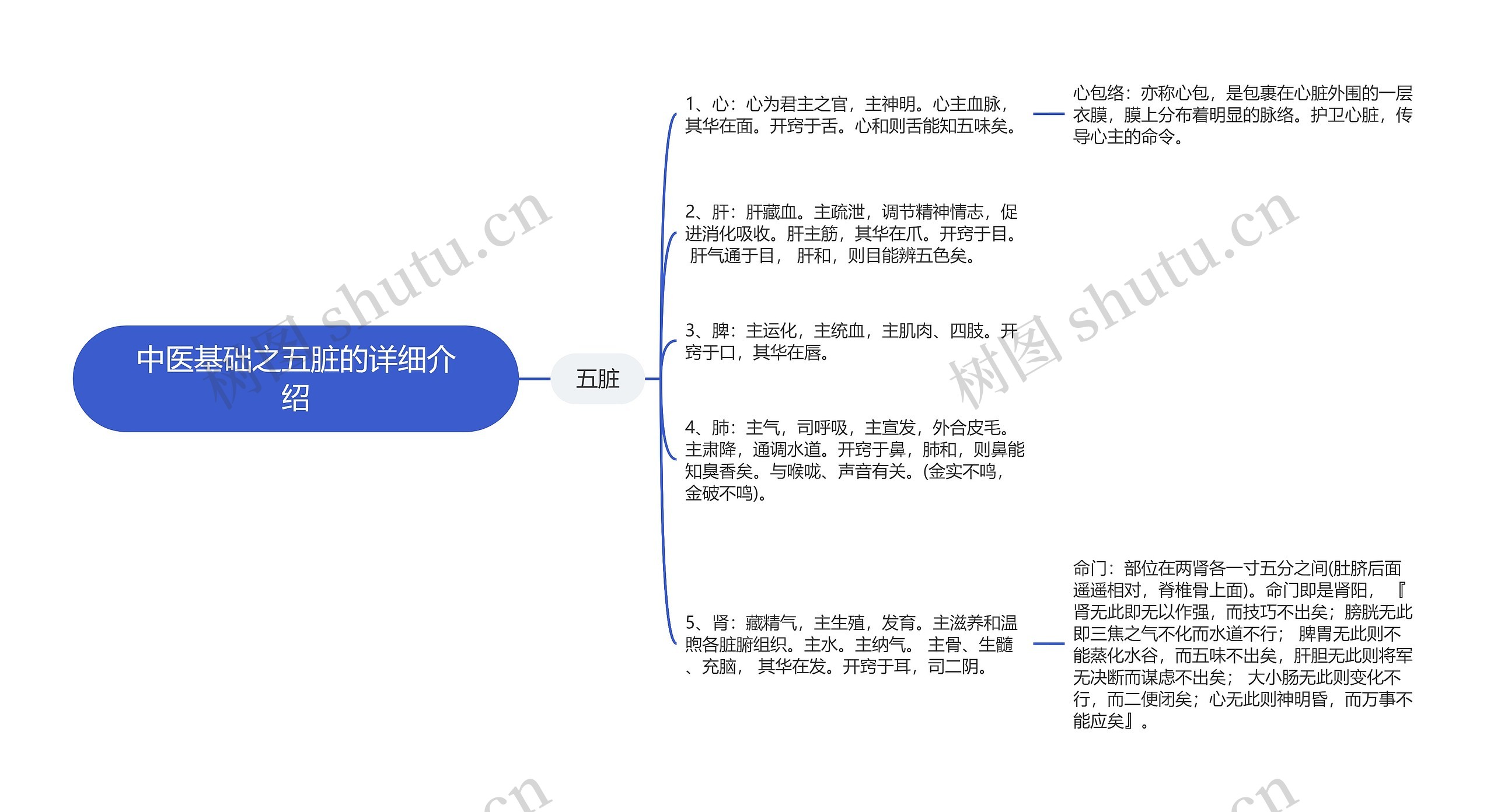 中医基础之五脏的详细介绍