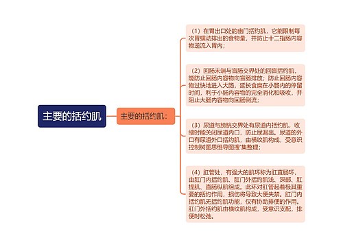 主要的括约肌