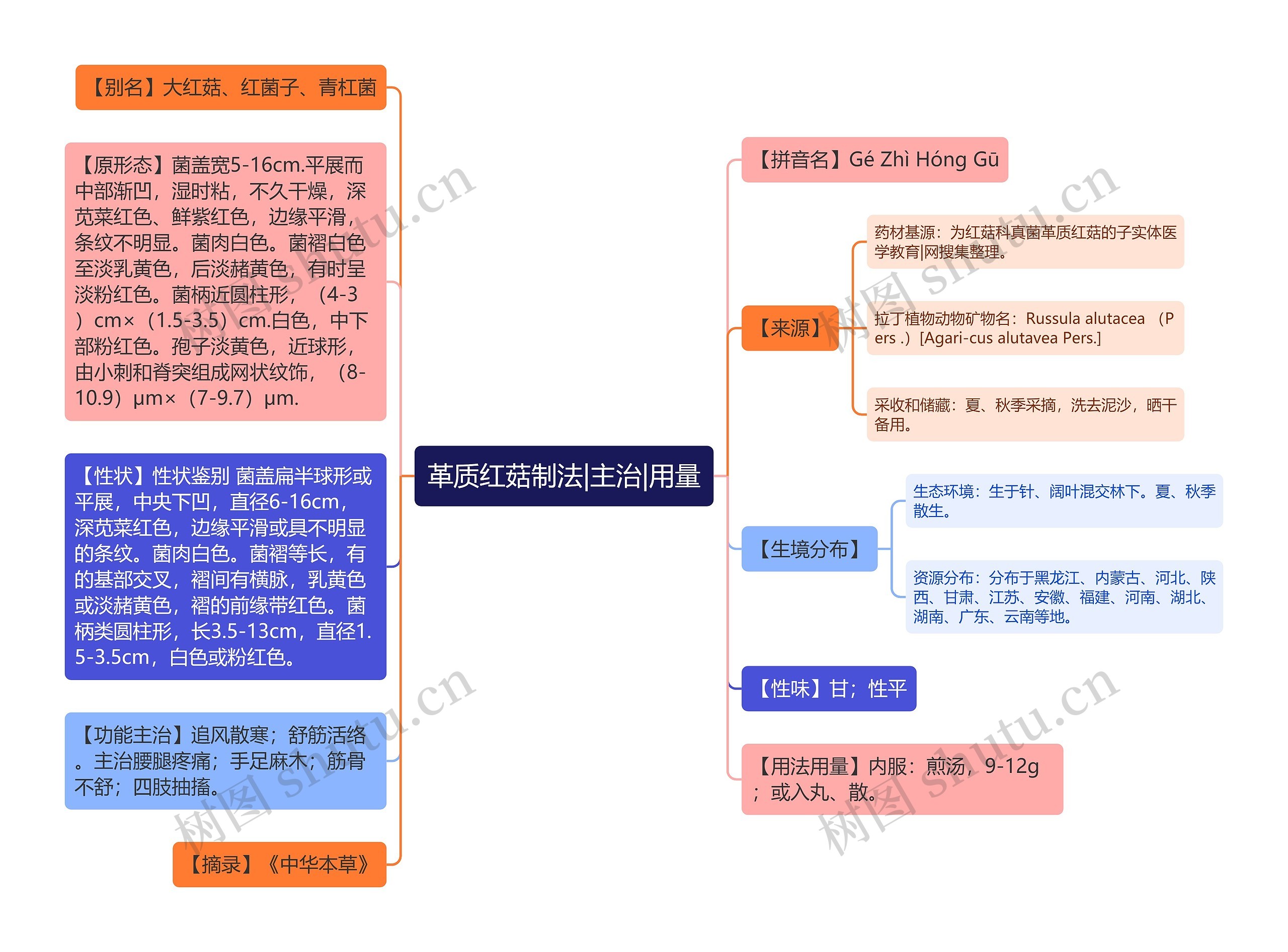 革质红菇制法|主治|用量思维导图