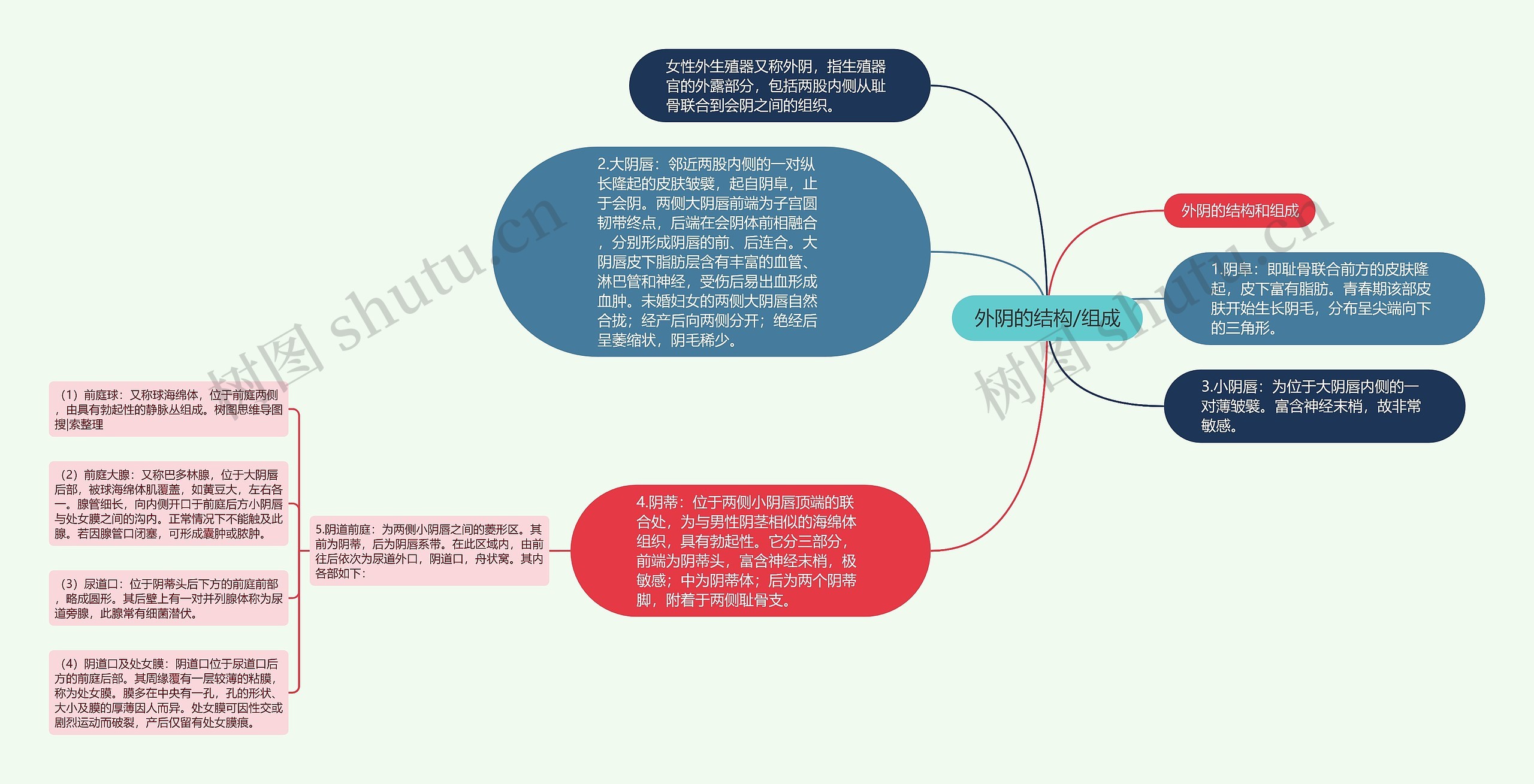 外阴的结构/组成思维导图