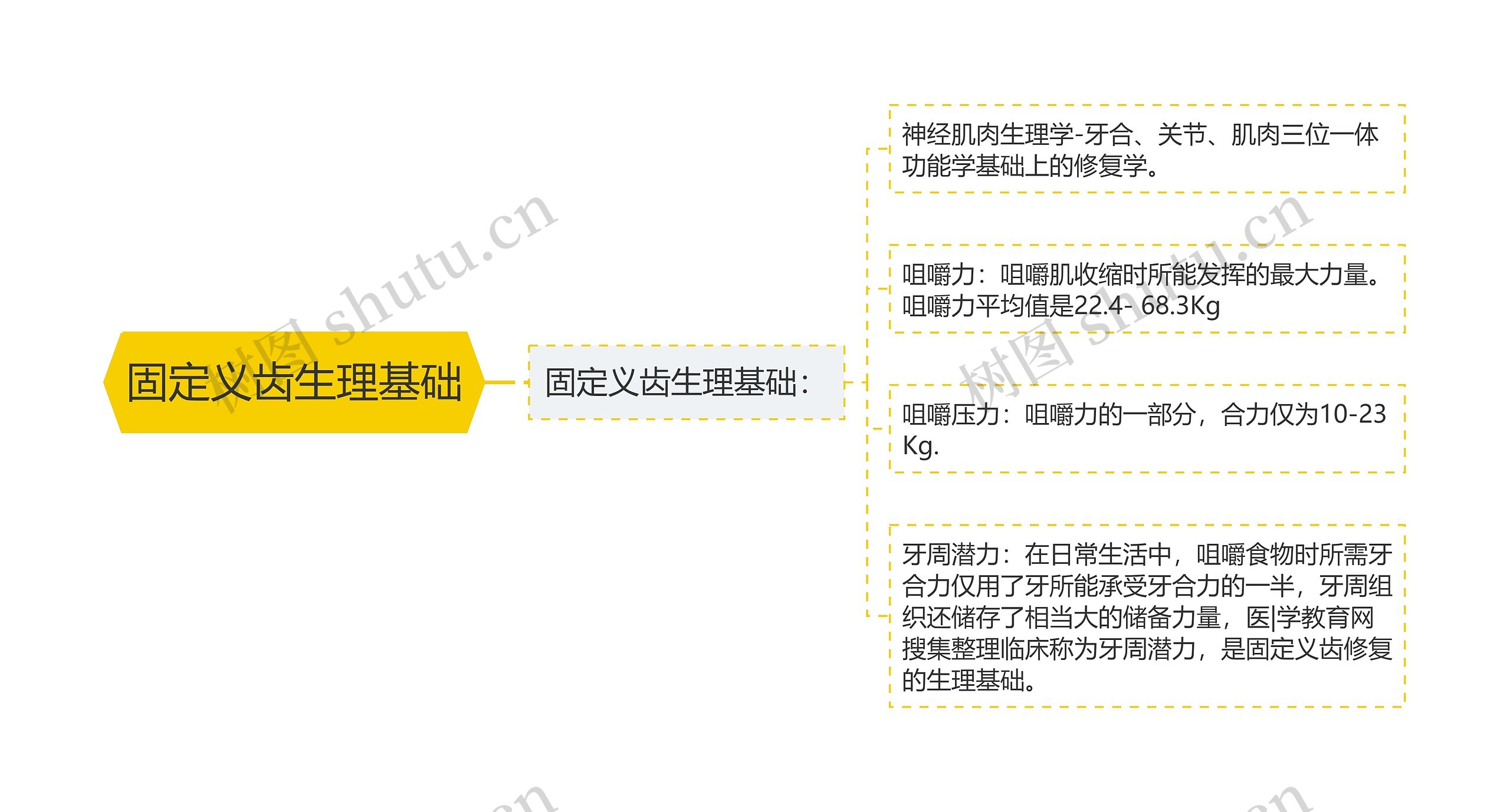 固定义齿生理基础思维导图