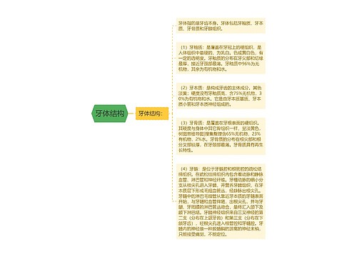 牙体结构