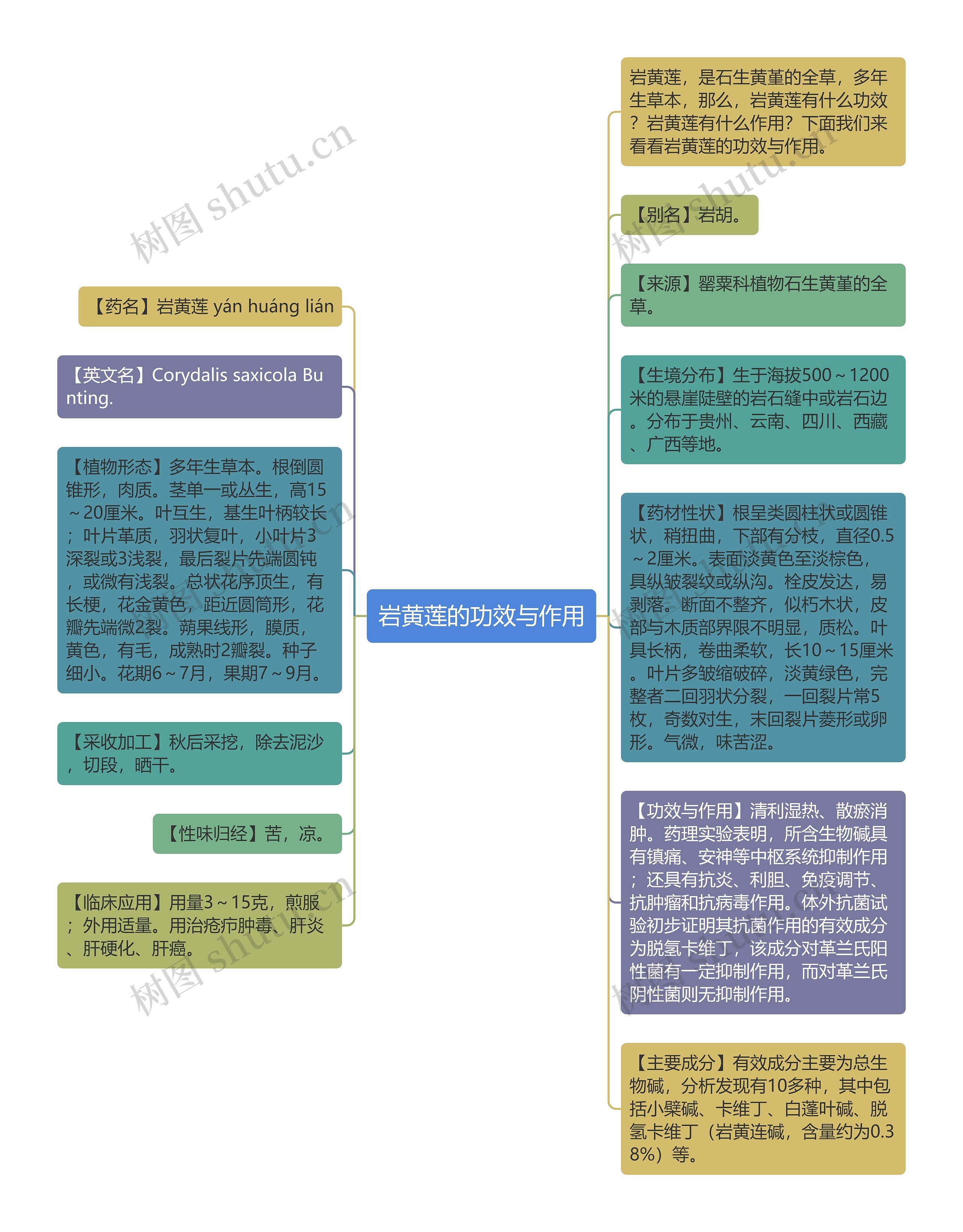 岩黄莲的功效与作用思维导图