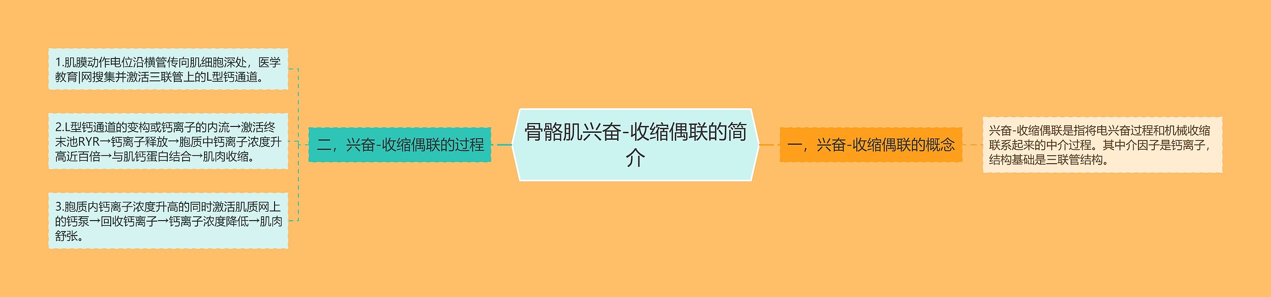 骨骼肌兴奋-收缩偶联的简介 骨骼肌兴奋-收缩偶联的简介