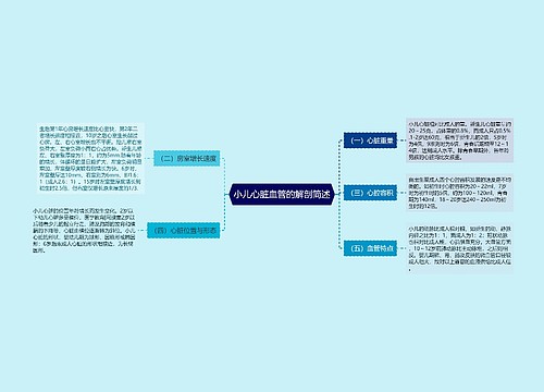 小儿心脏血管的解剖简述