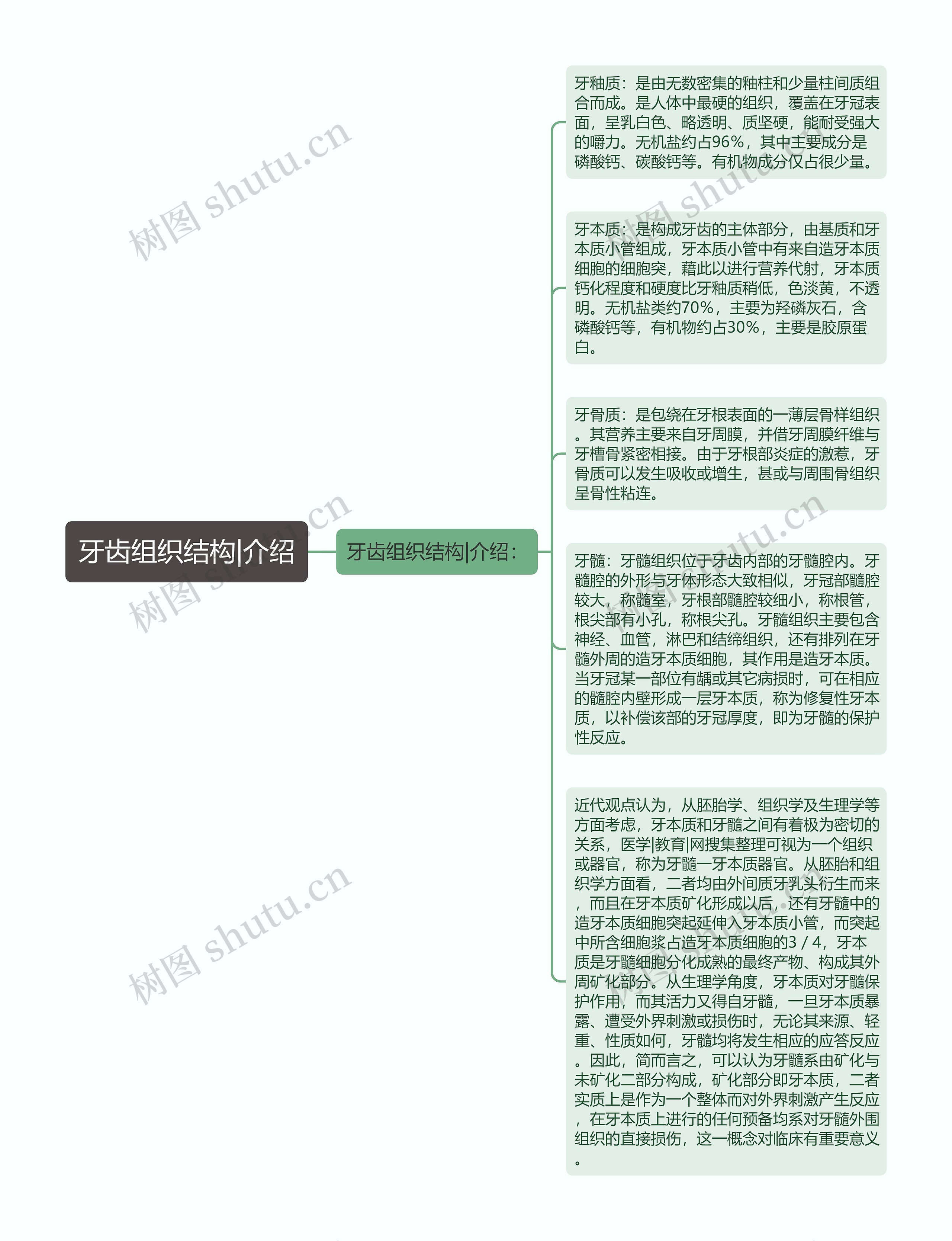 牙齿组织结构|介绍思维导图