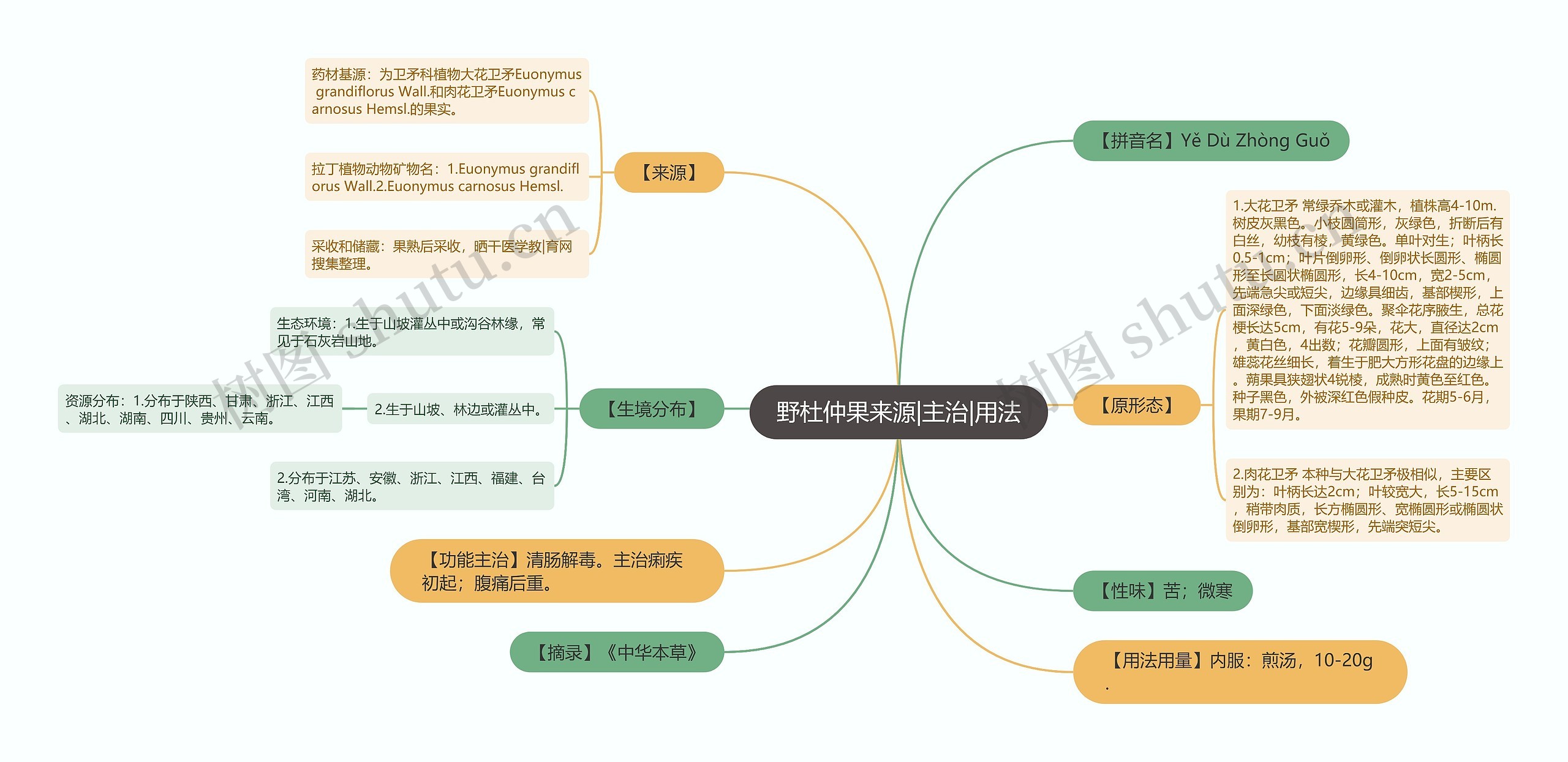 野杜仲果来源|主治|用法思维导图