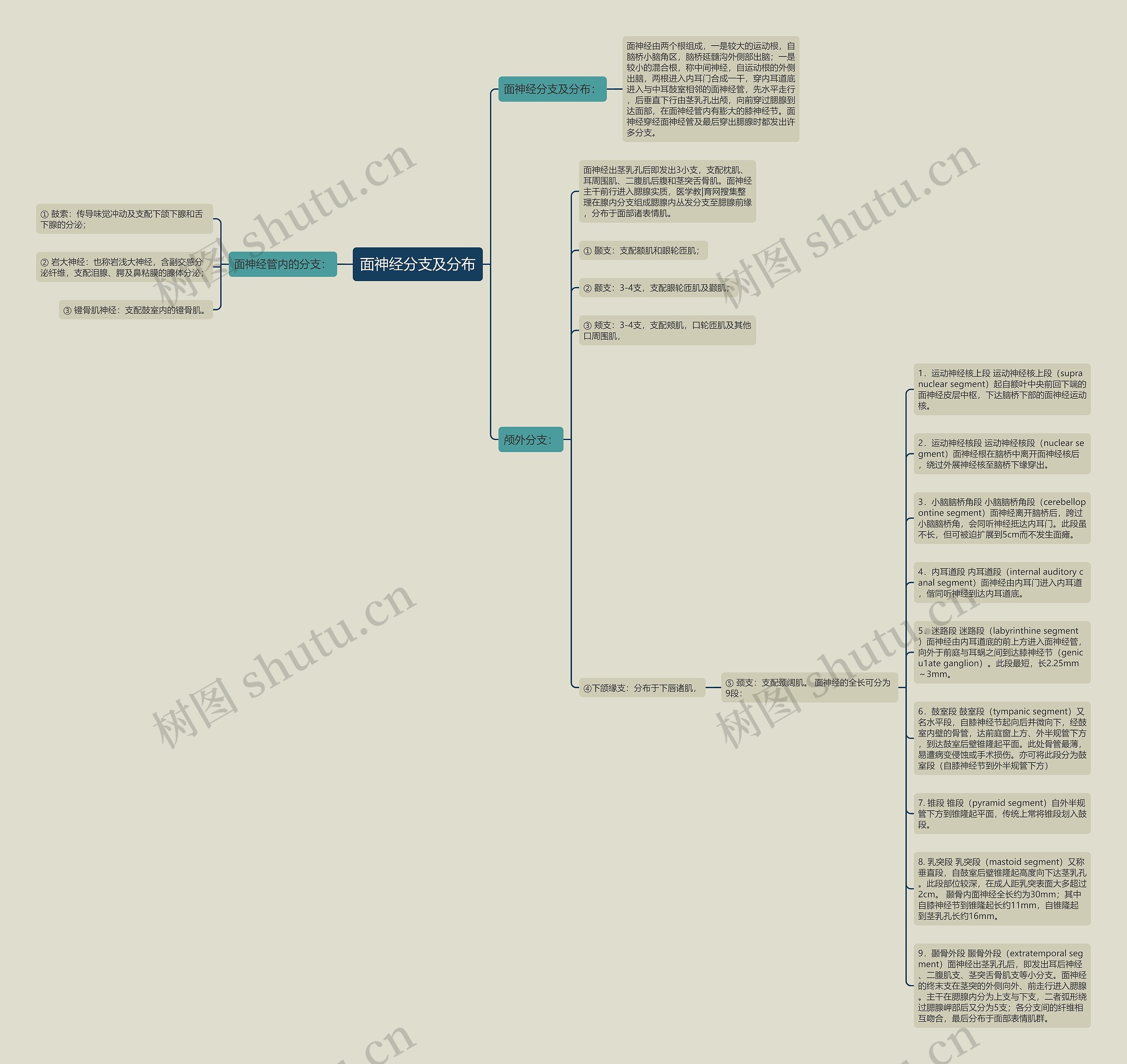 面神经分支及分布思维导图