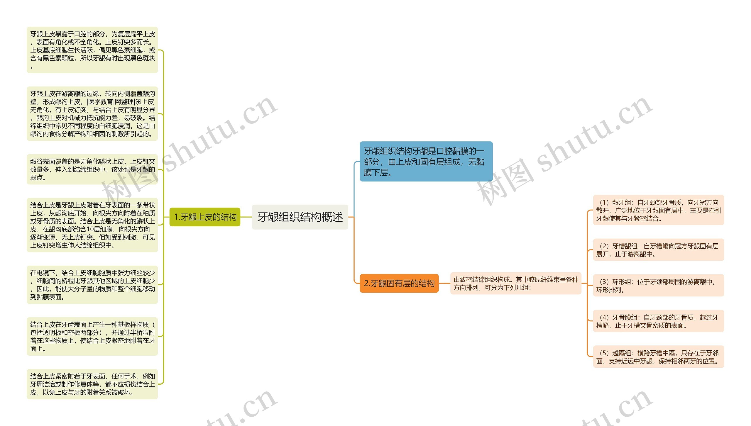 牙龈组织结构概述思维导图