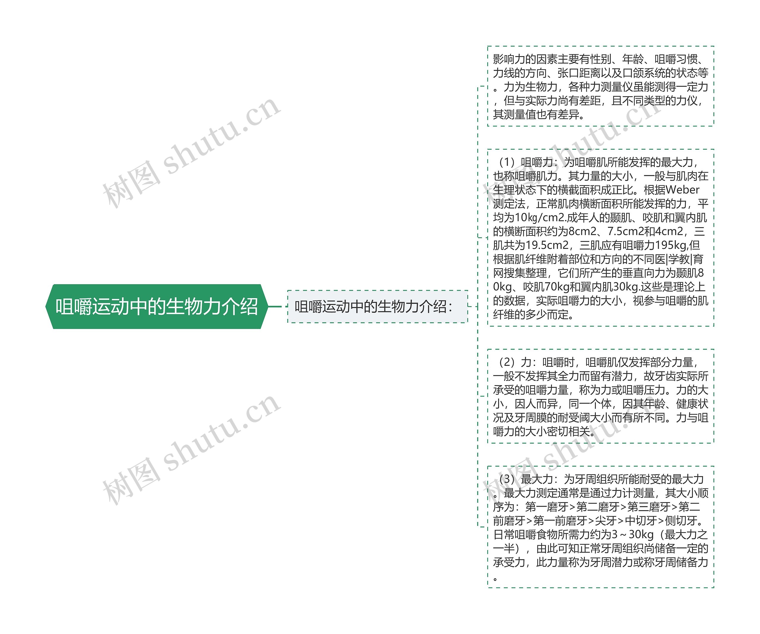 咀嚼运动中的生物力介绍思维导图