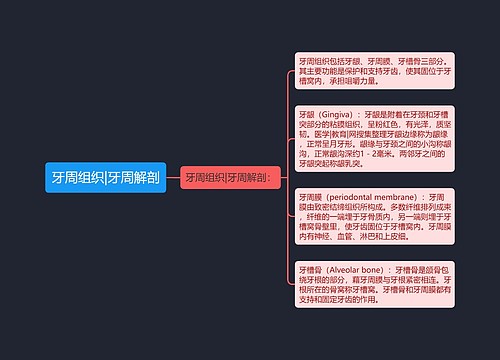 牙周组织|牙周解剖