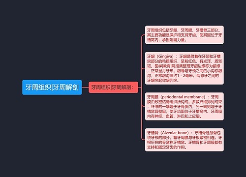 牙周组织|牙周解剖