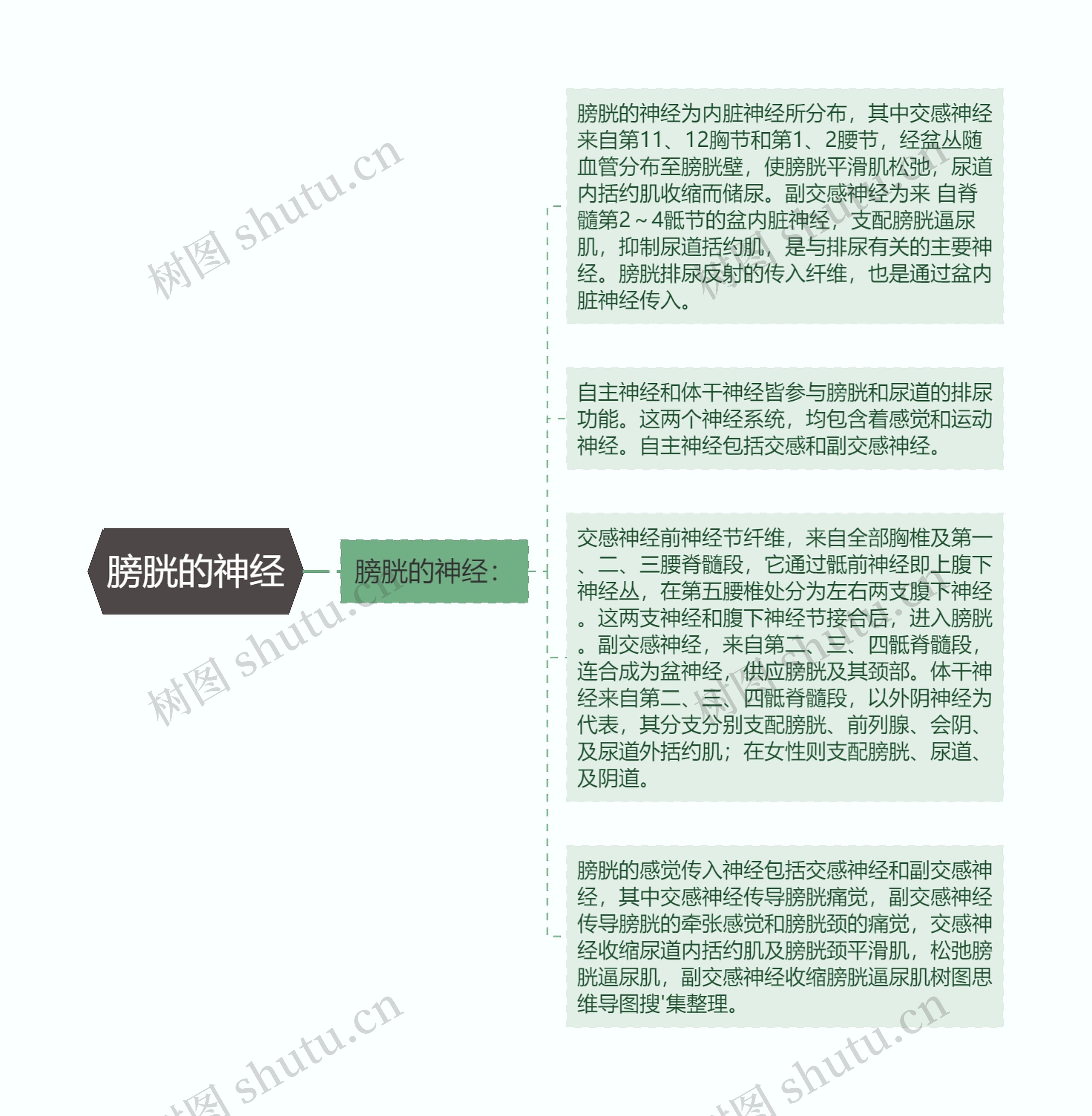 膀胱的神经思维导图