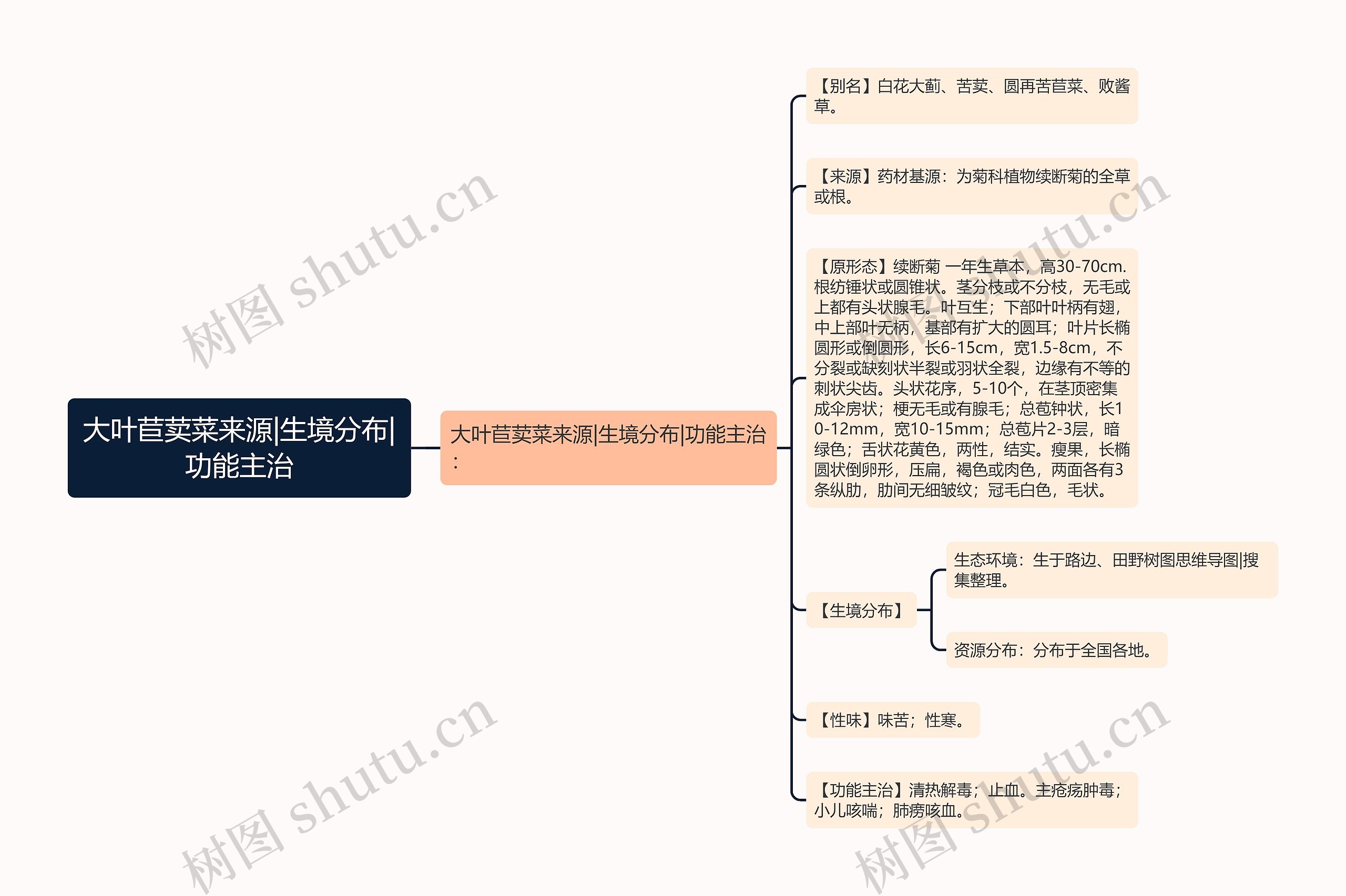 大叶苣荬菜来源|生境分布|功能主治思维导图