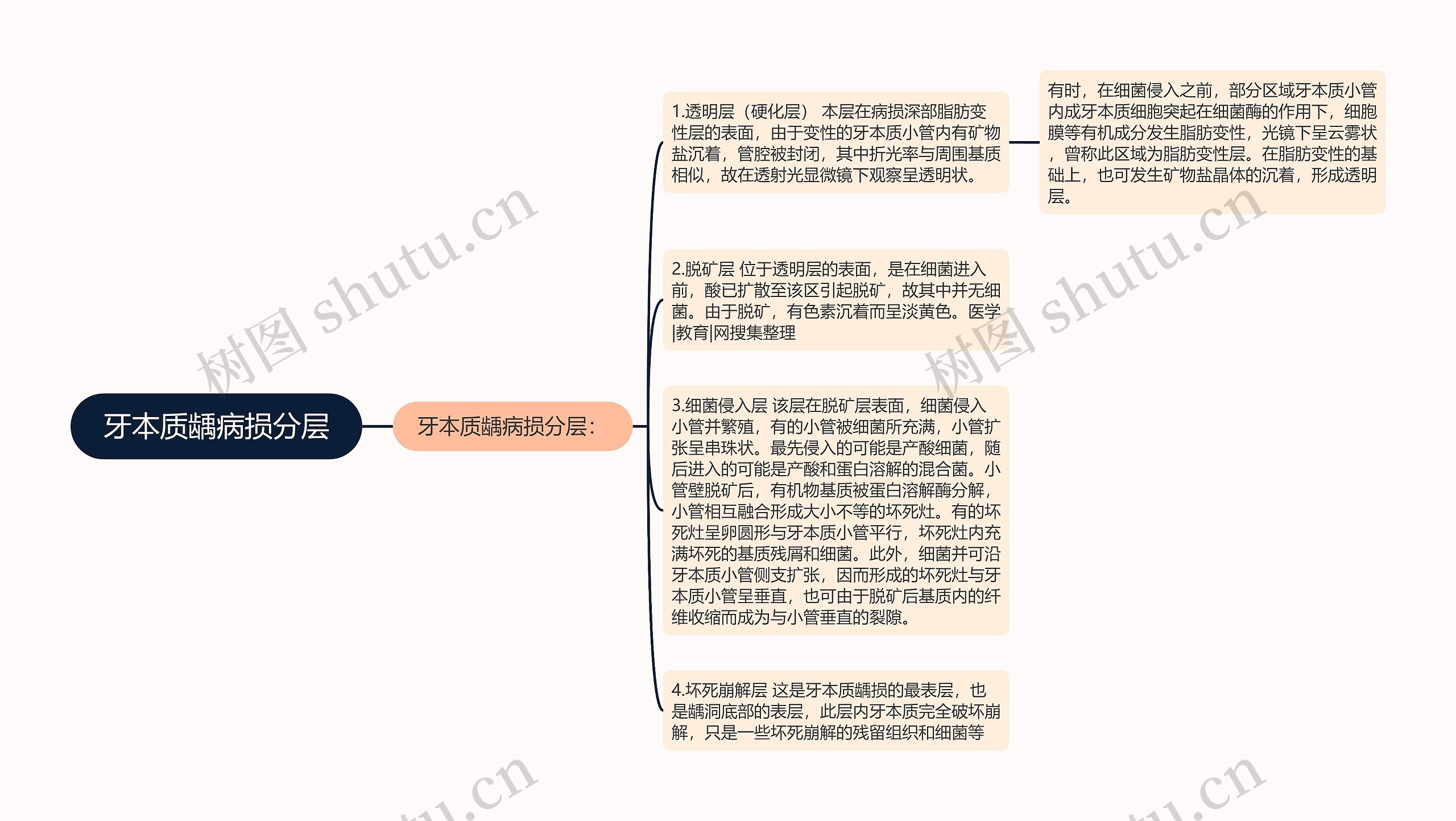 牙本质龋病损分层