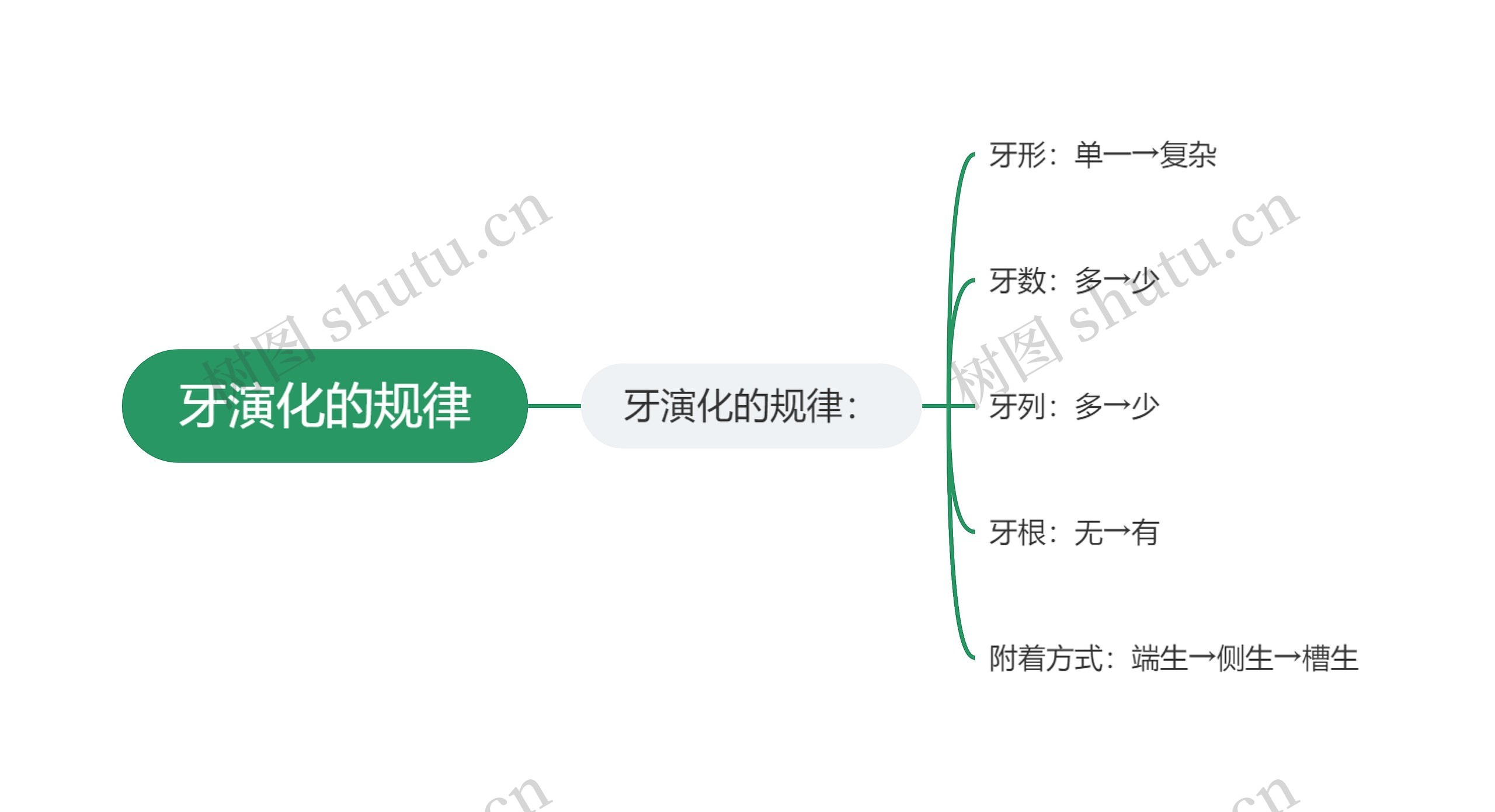 牙演化的规律思维导图