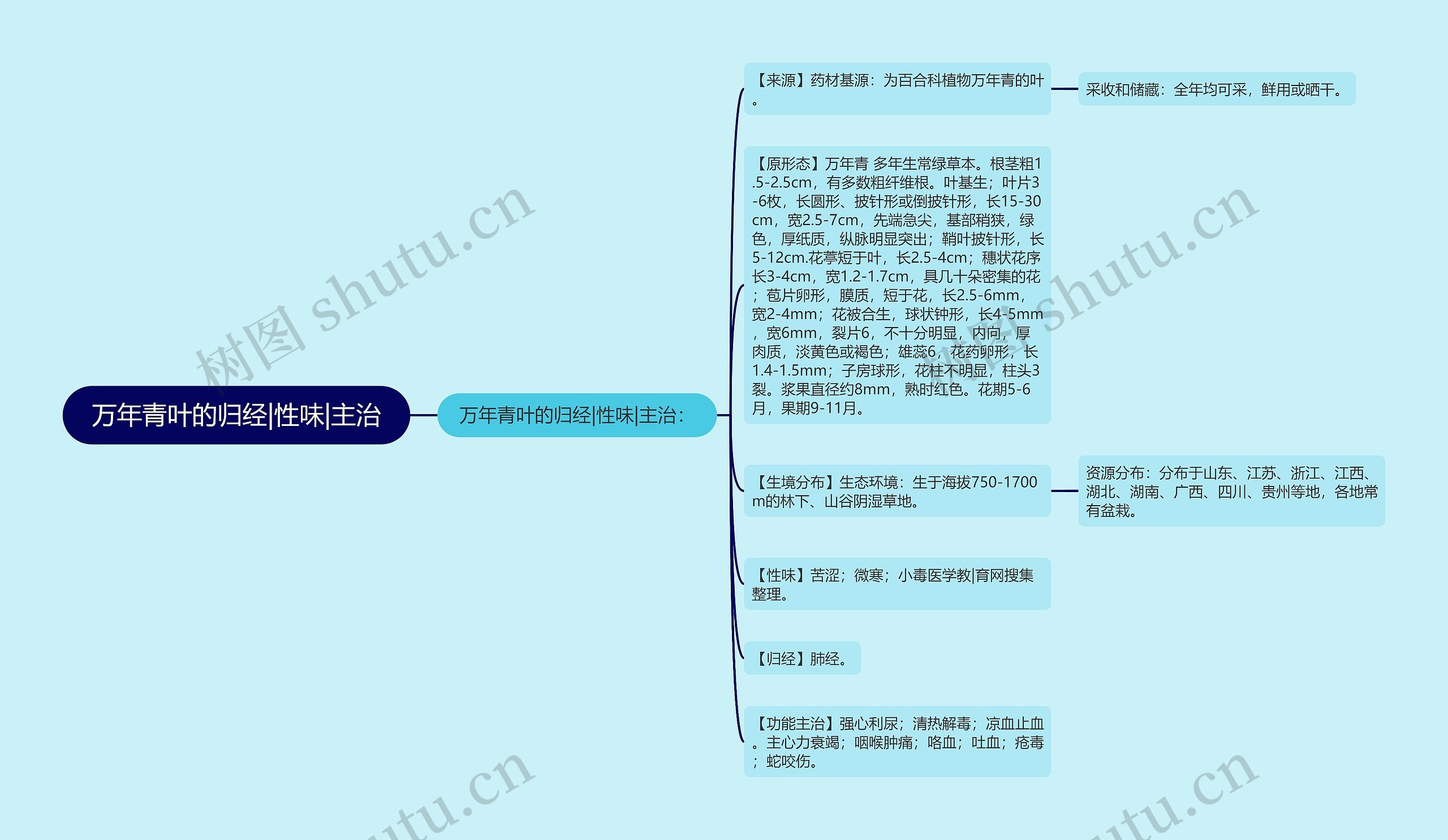 万年青叶的归经|性味|主治
