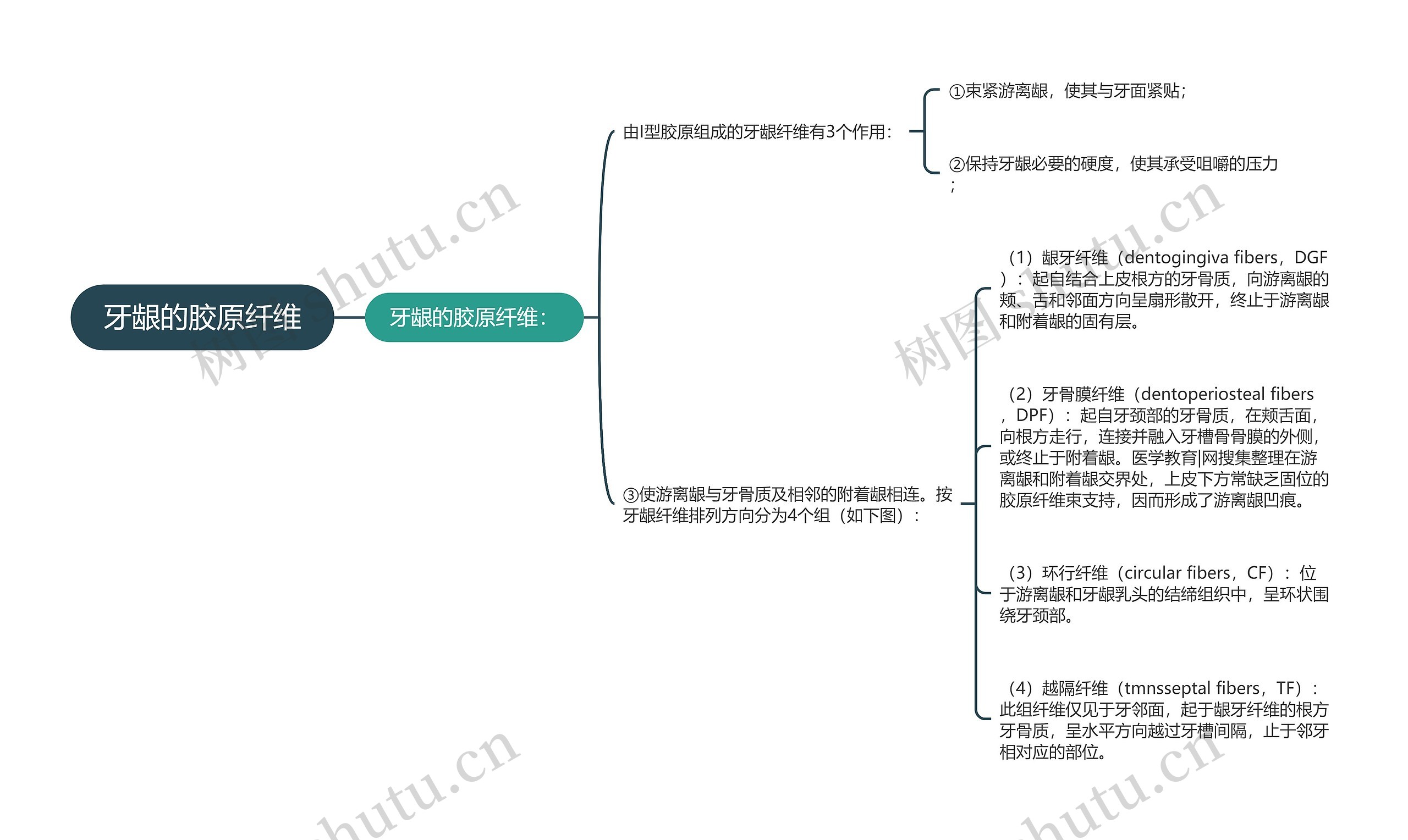 牙龈的胶原纤维思维导图