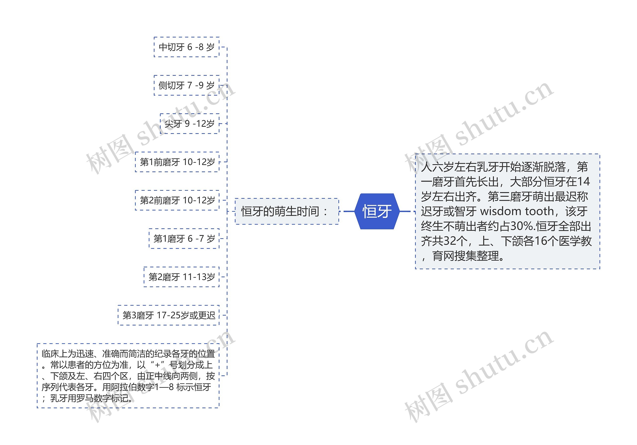 恒牙思维导图