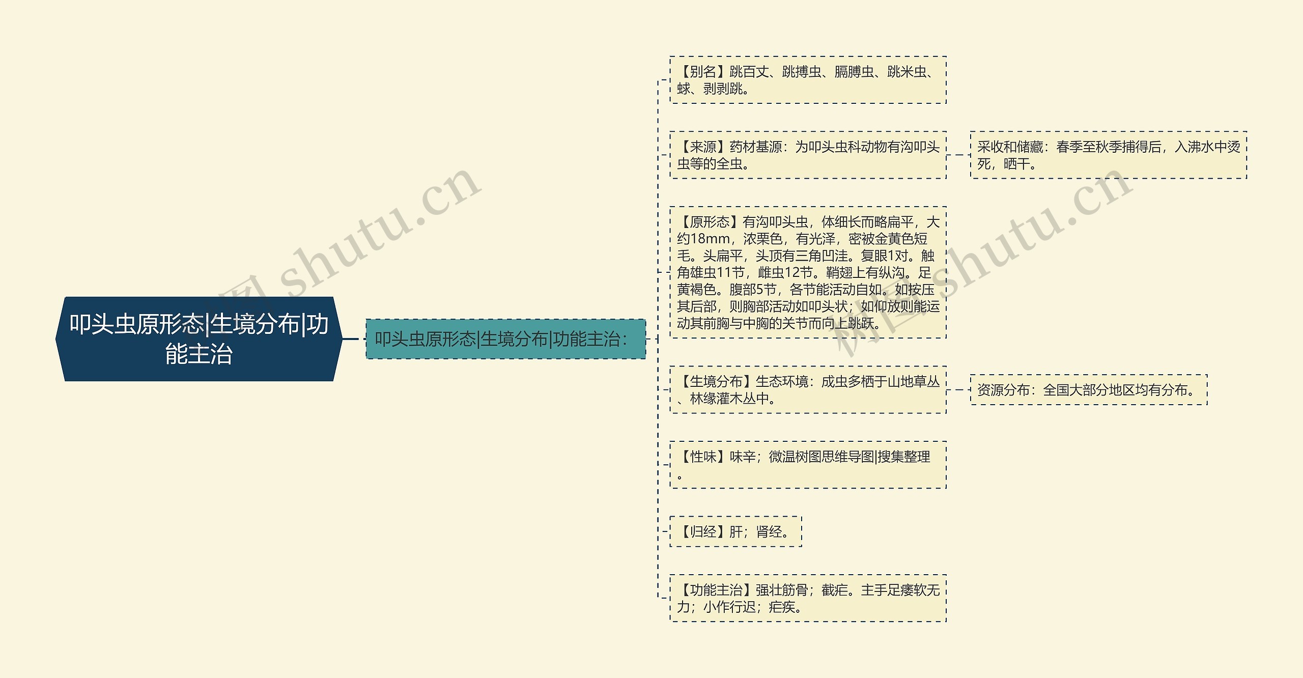 叩头虫原形态|生境分布|功能主治思维导图