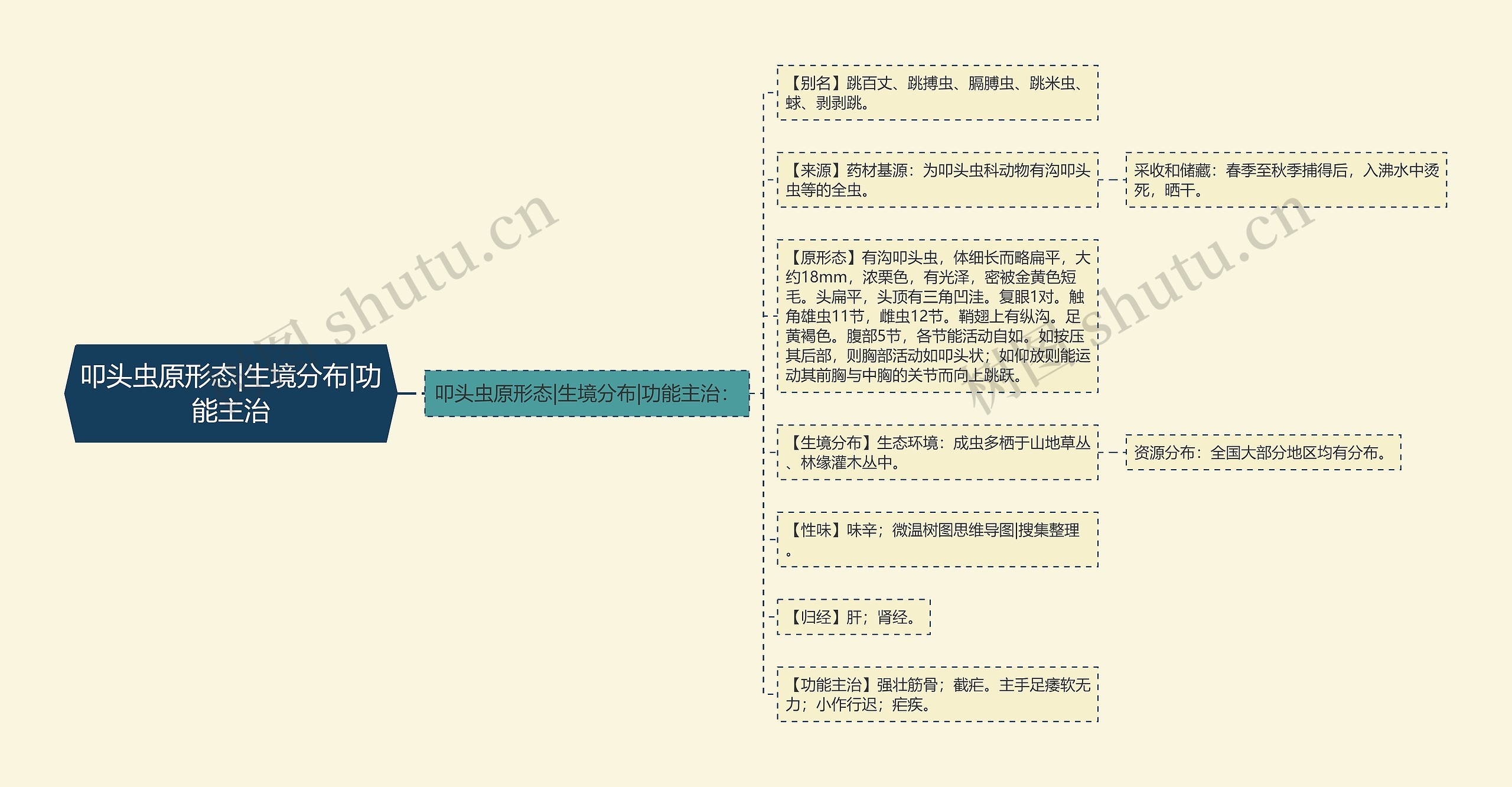 叩头虫原形态|生境分布|功能主治 叩头虫原形态|生境分布|功能主治