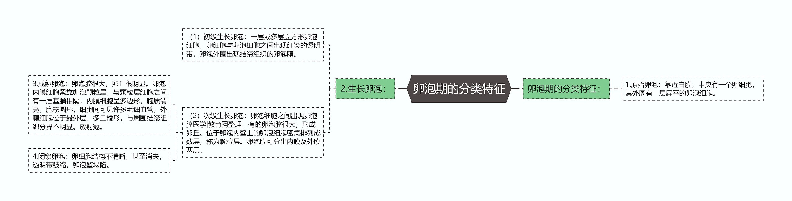 卵泡期的分类特征思维导图