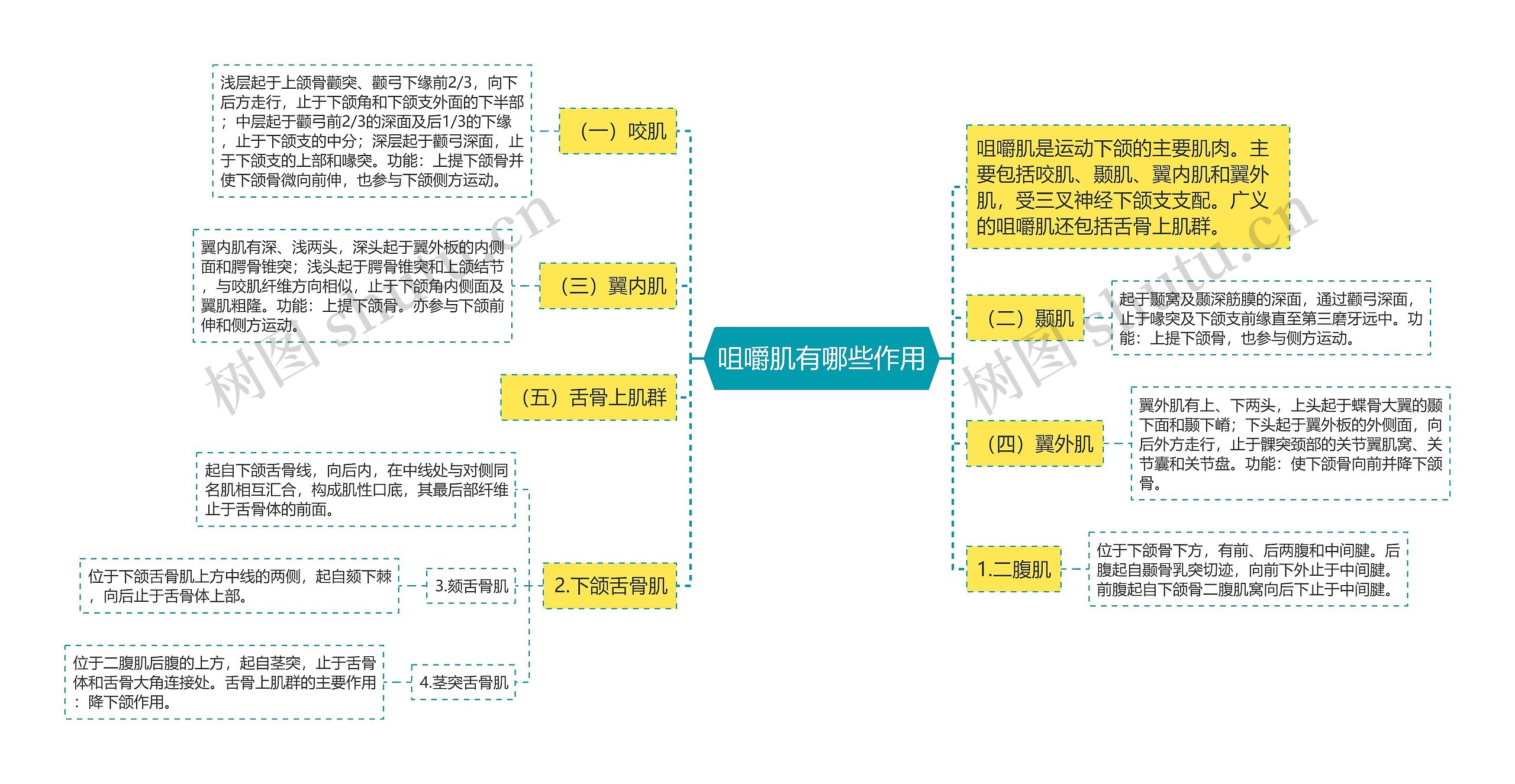 咀嚼肌有哪些作用思维导图