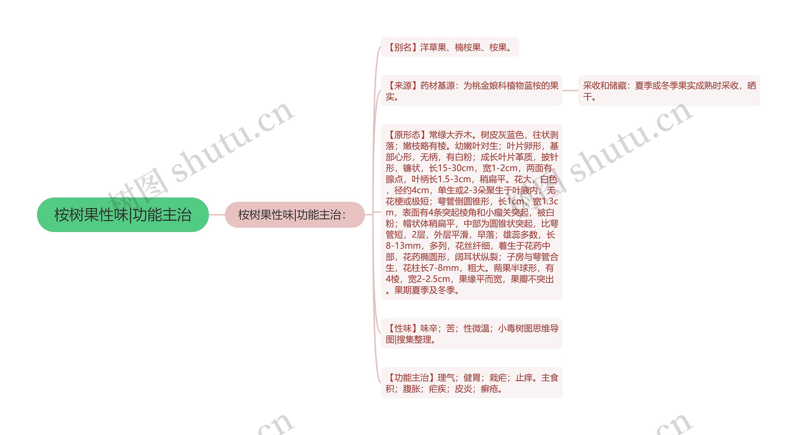 桉树果性味|功能主治思维导图