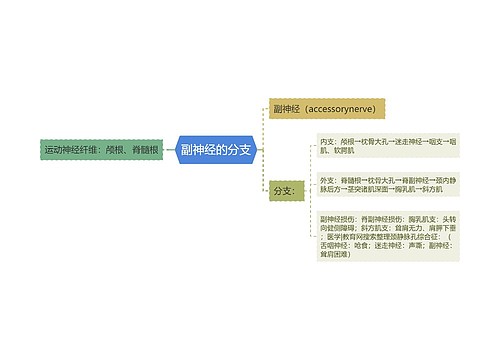 副神经的分支