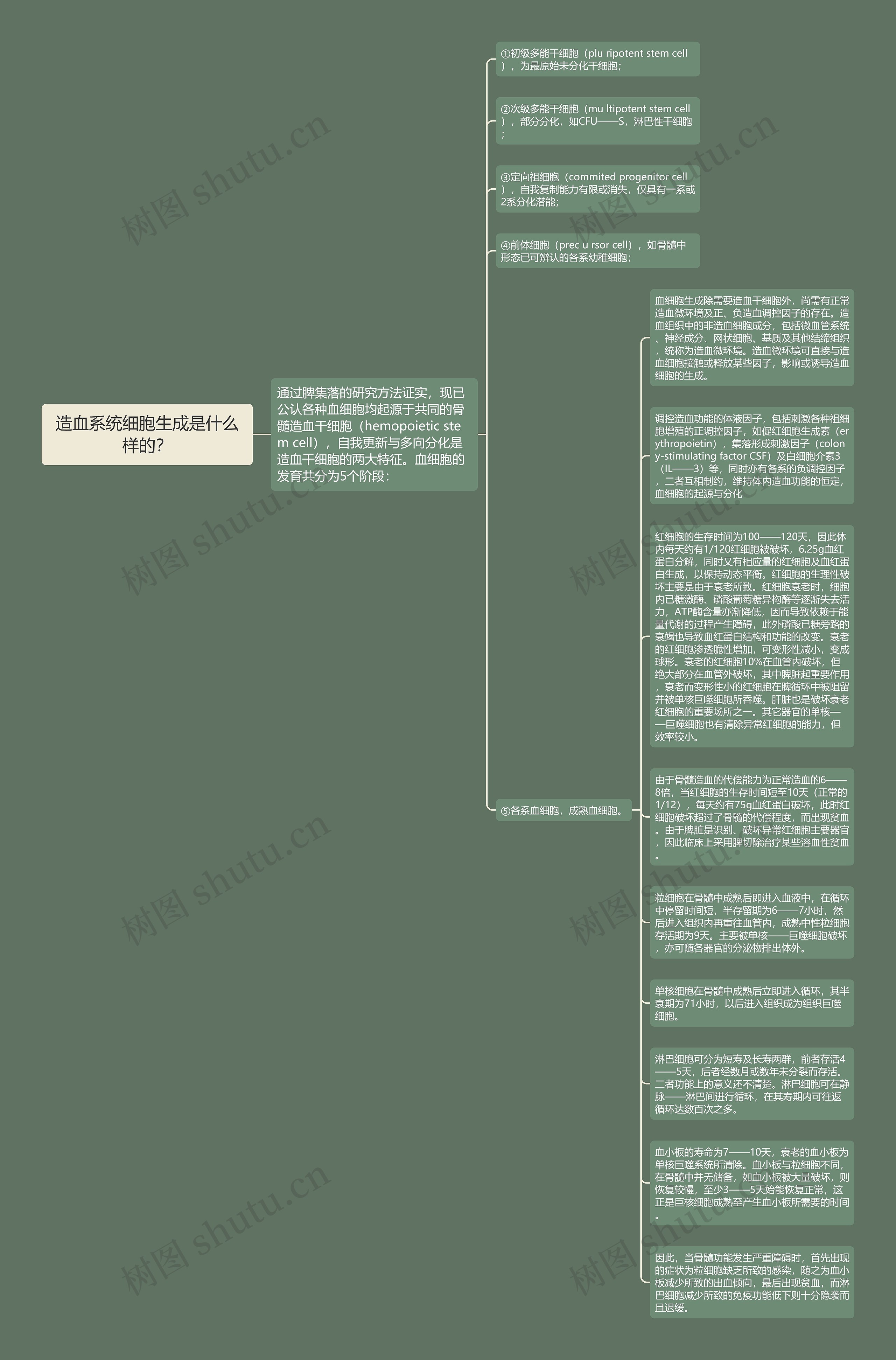 造血系统细胞生成是什么样的？思维导图