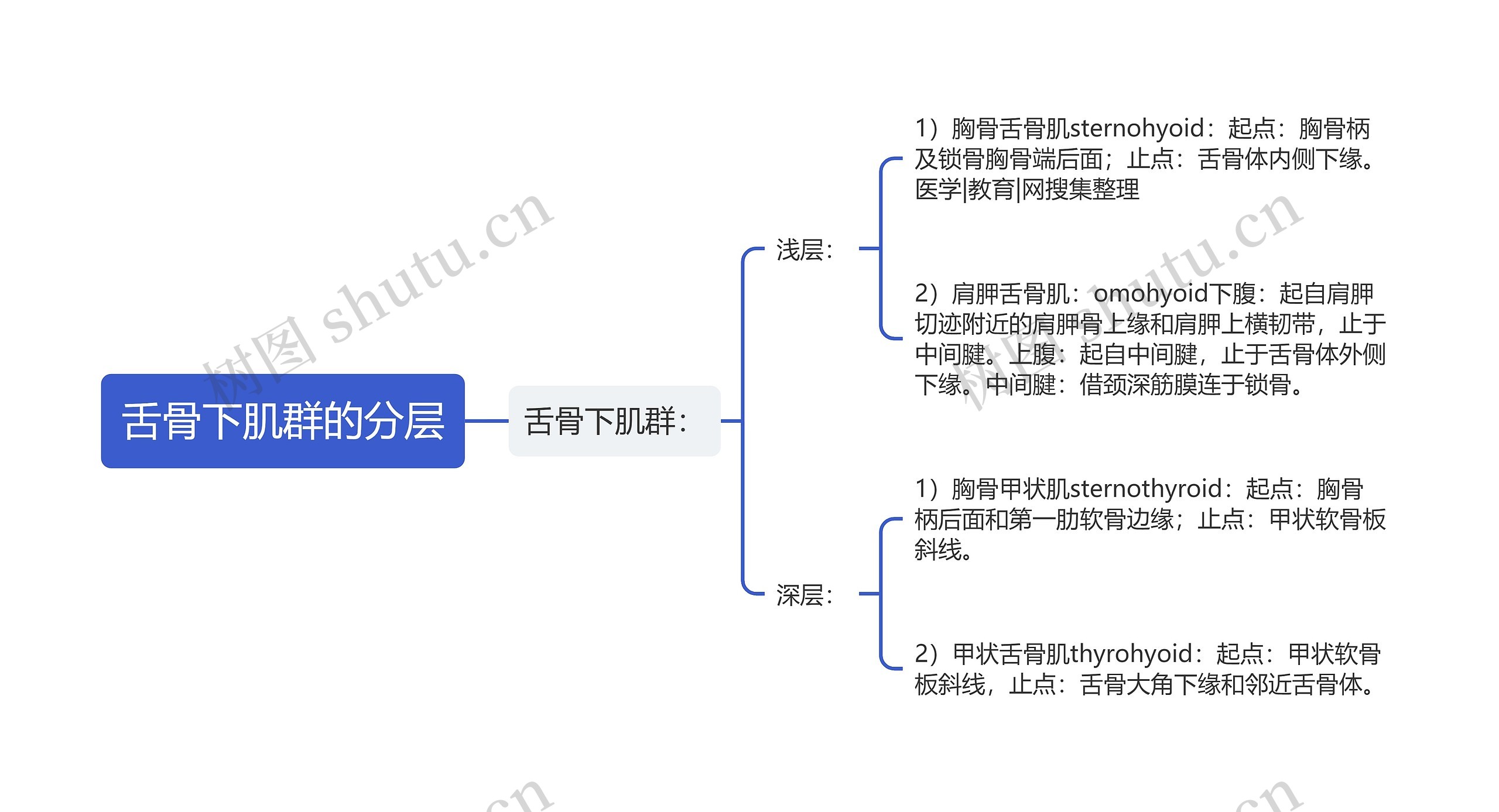 舌骨下肌群的分层思维导图