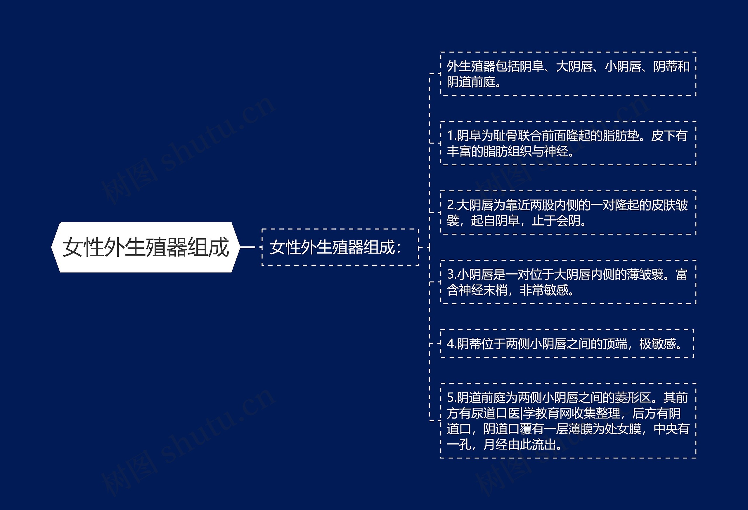 女性外生殖器组成思维导图