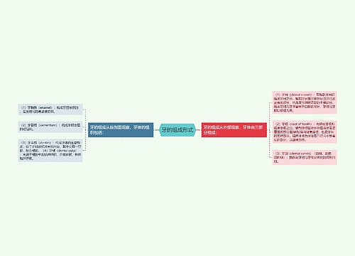 牙的组成形式