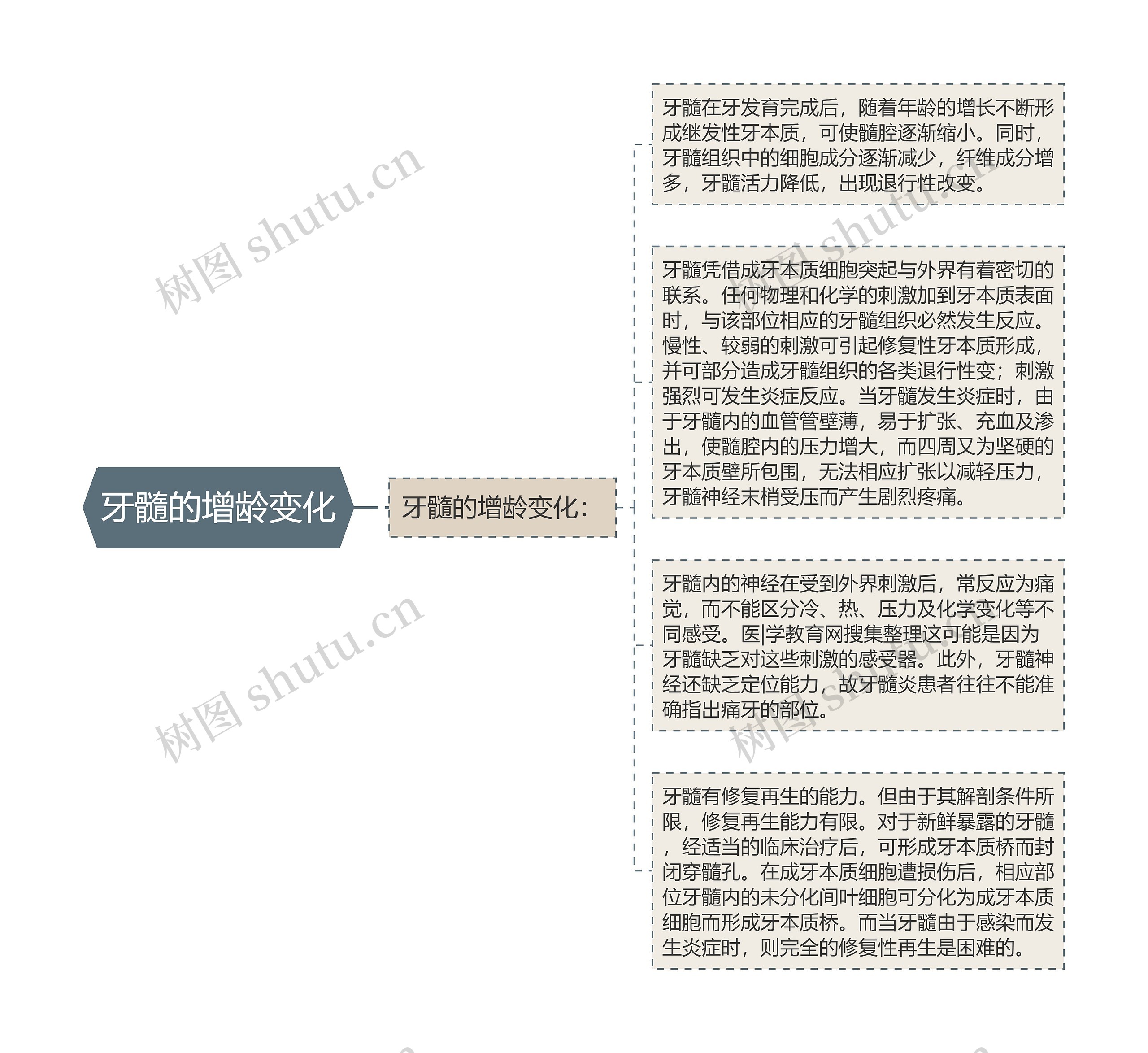 牙髓的增龄变化 牙髓的增龄变化