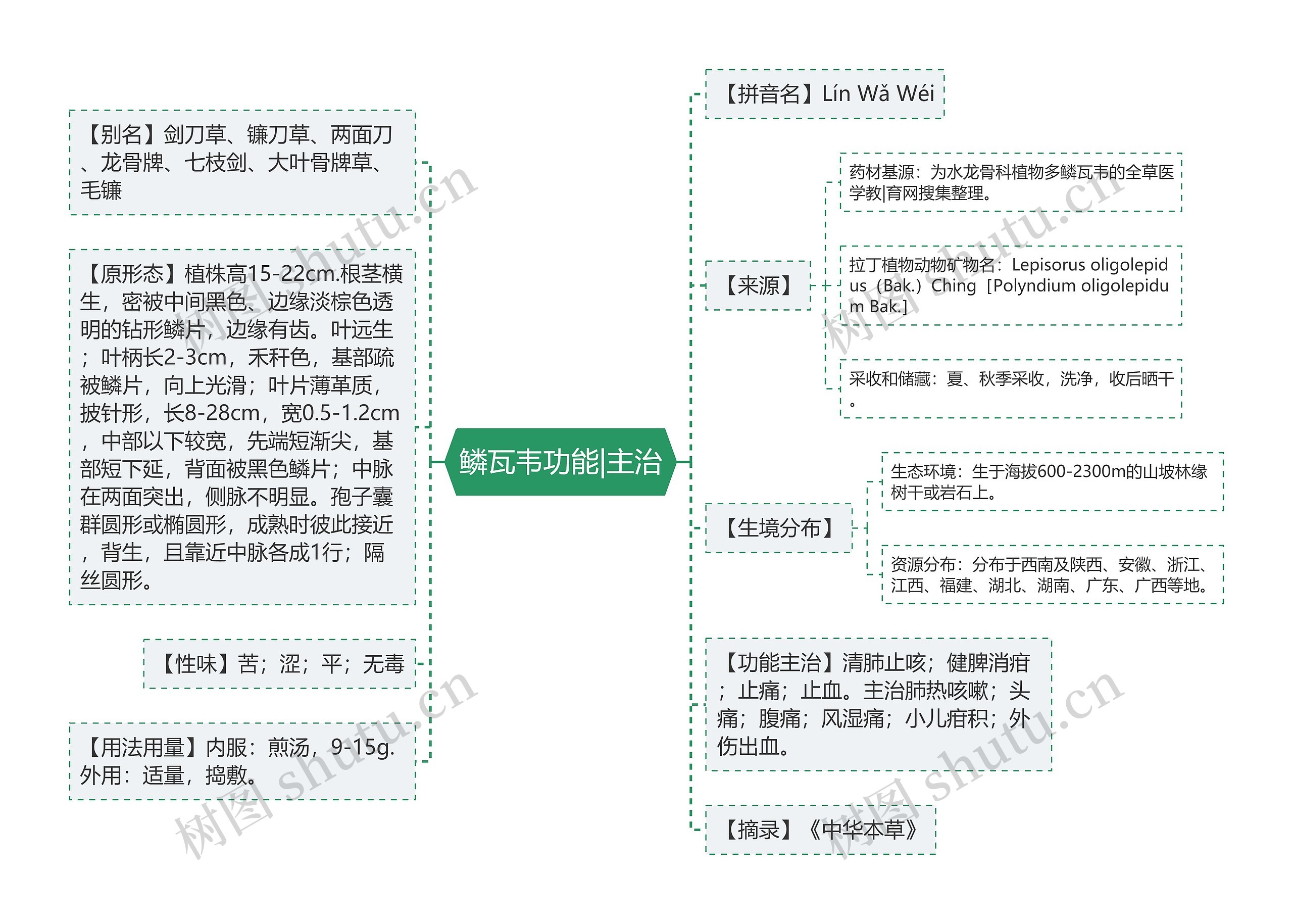 鳞瓦韦功能|主治思维导图