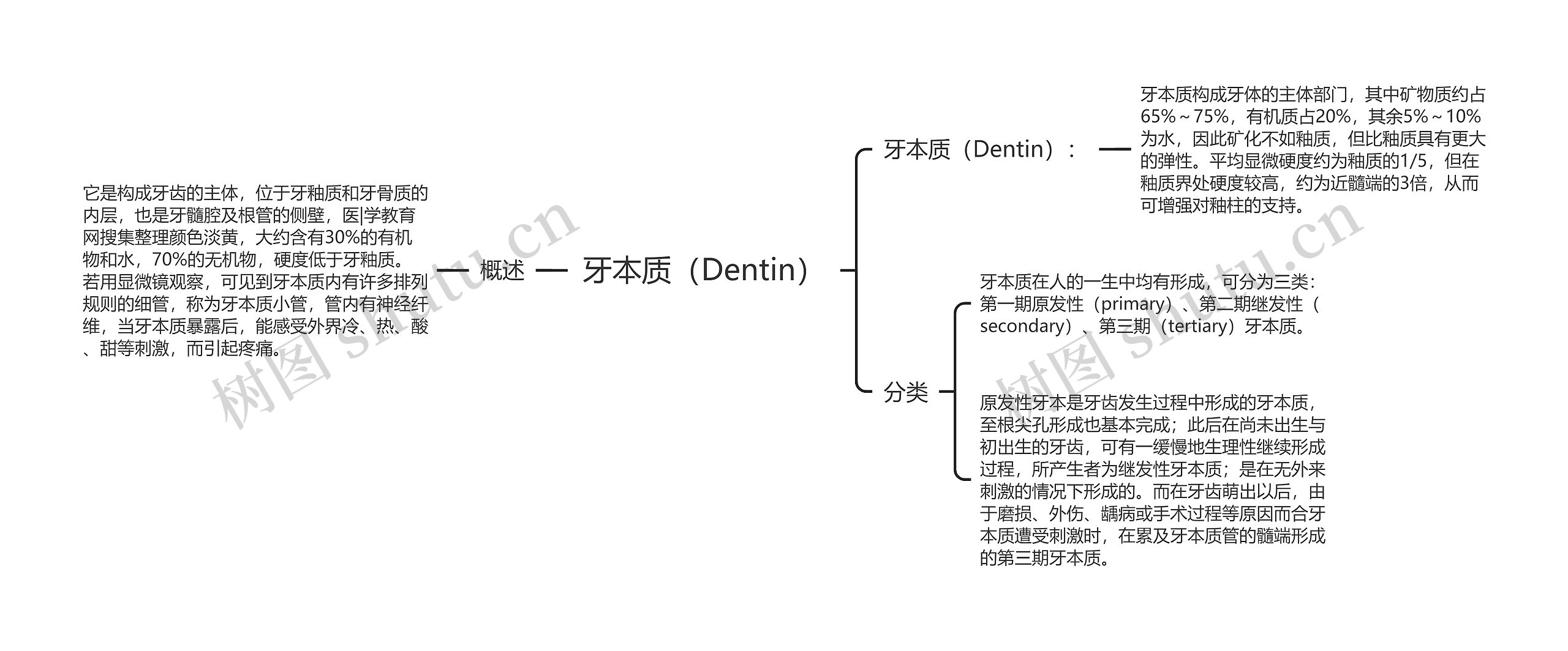 牙本质（Dentin）思维导图