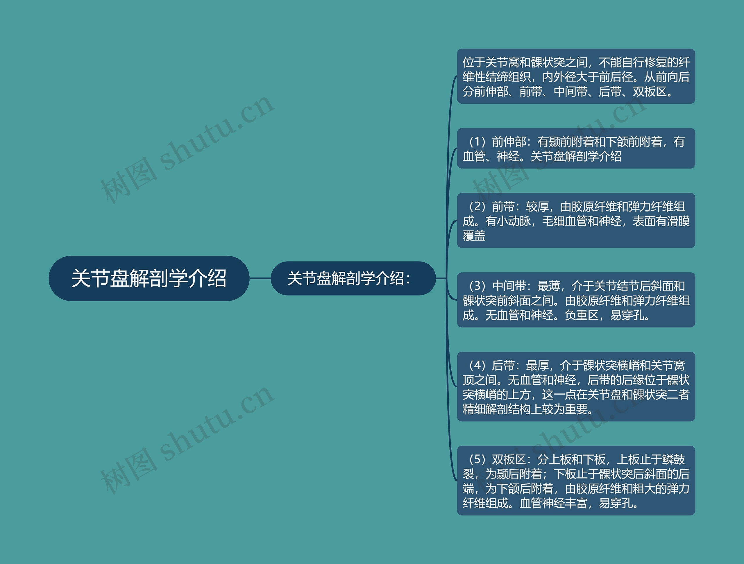 关节盘解剖学介绍思维导图