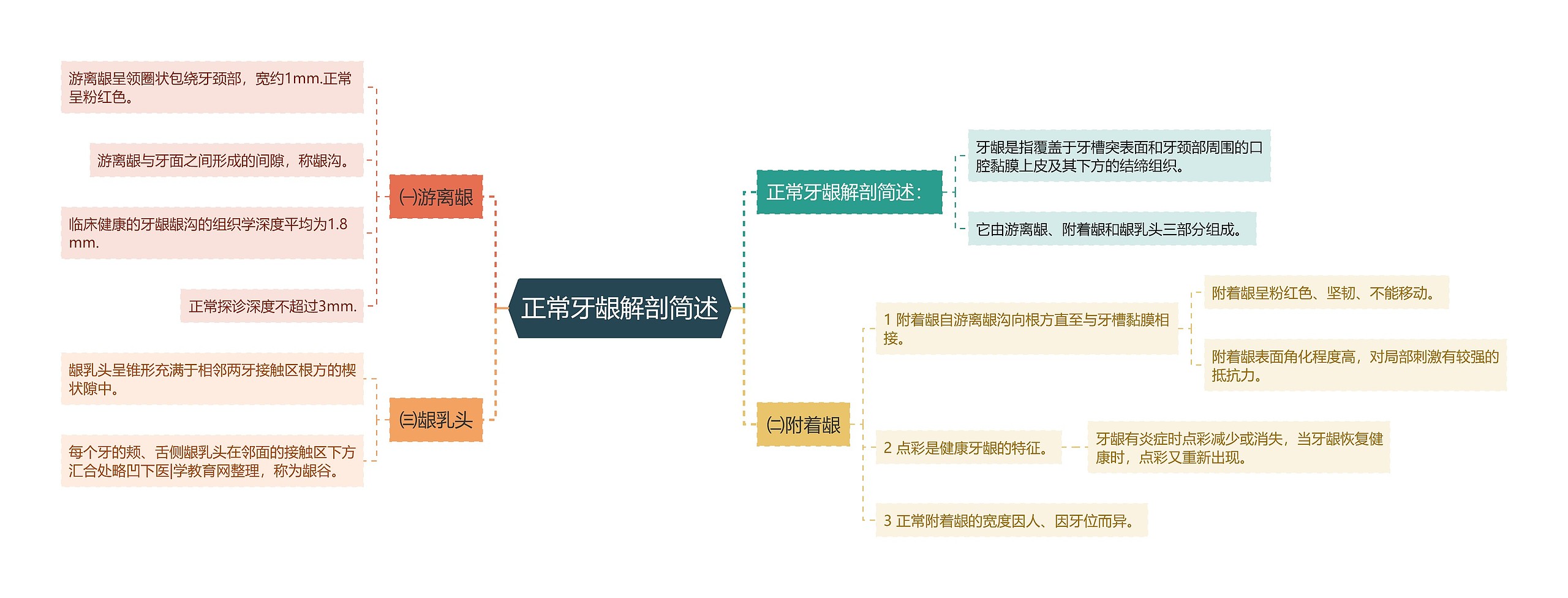 正常牙龈解剖简述