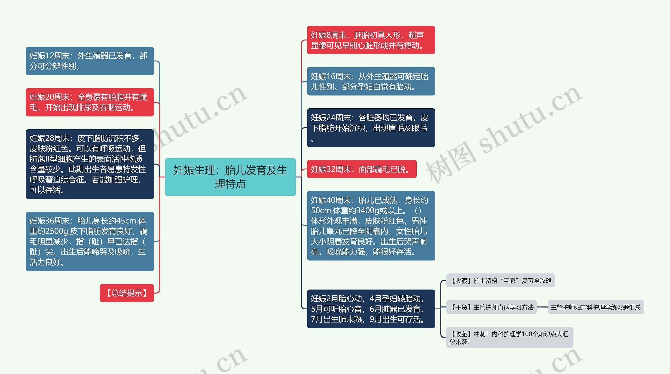 妊娠生理：胎儿发育及生理特点