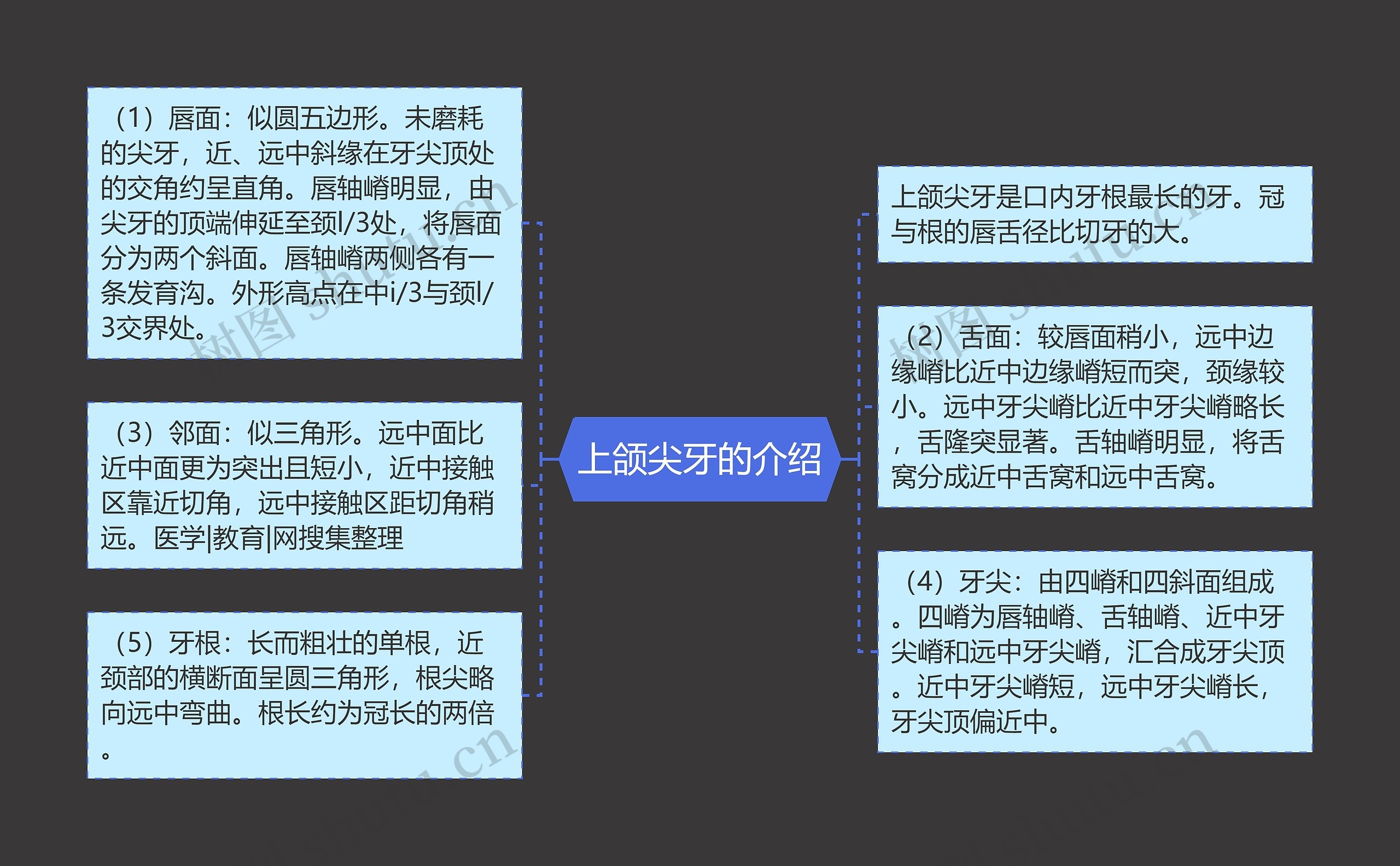 上颌尖牙的介绍 上颌尖牙的介绍
