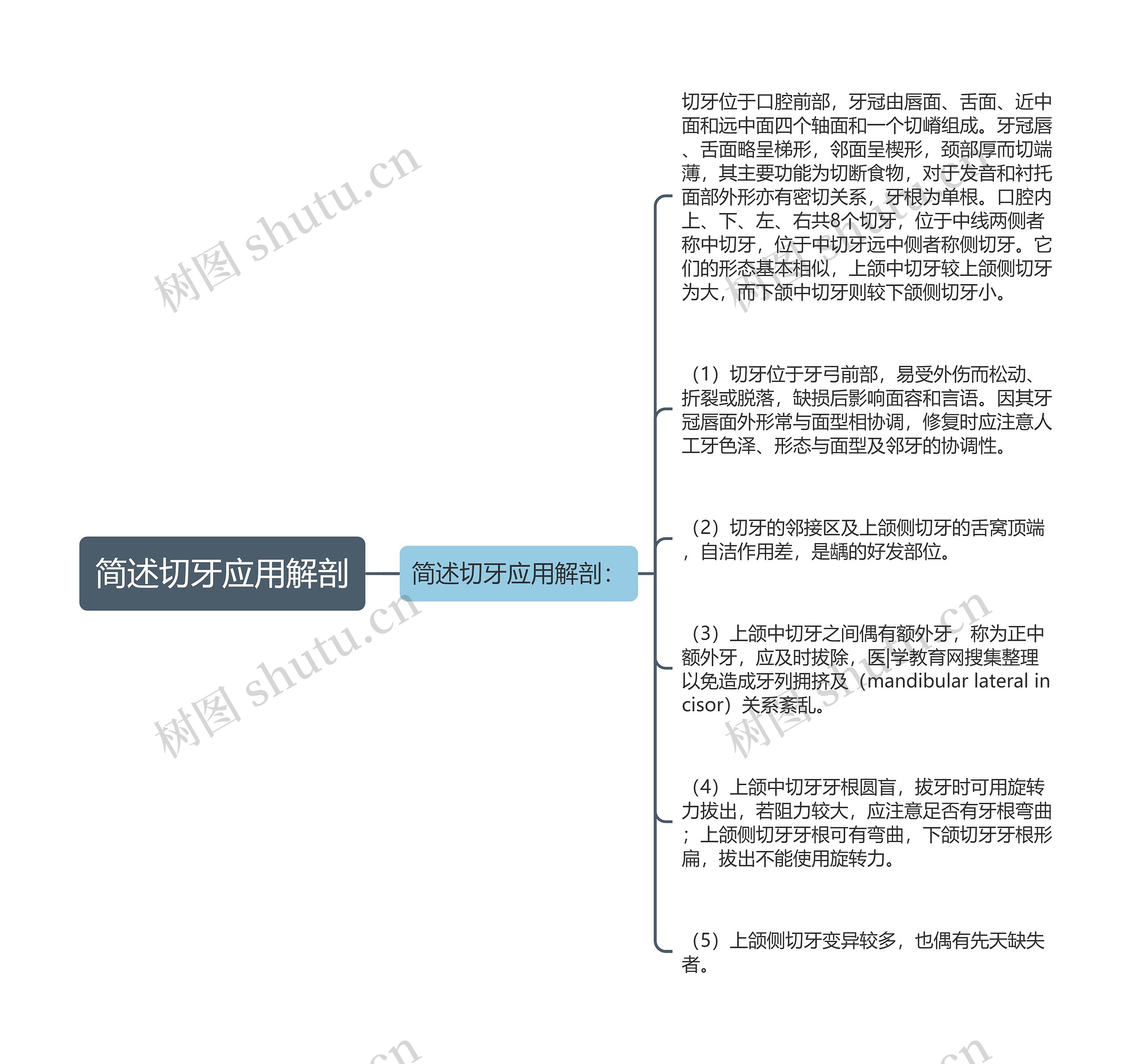 简述切牙应用解剖思维导图