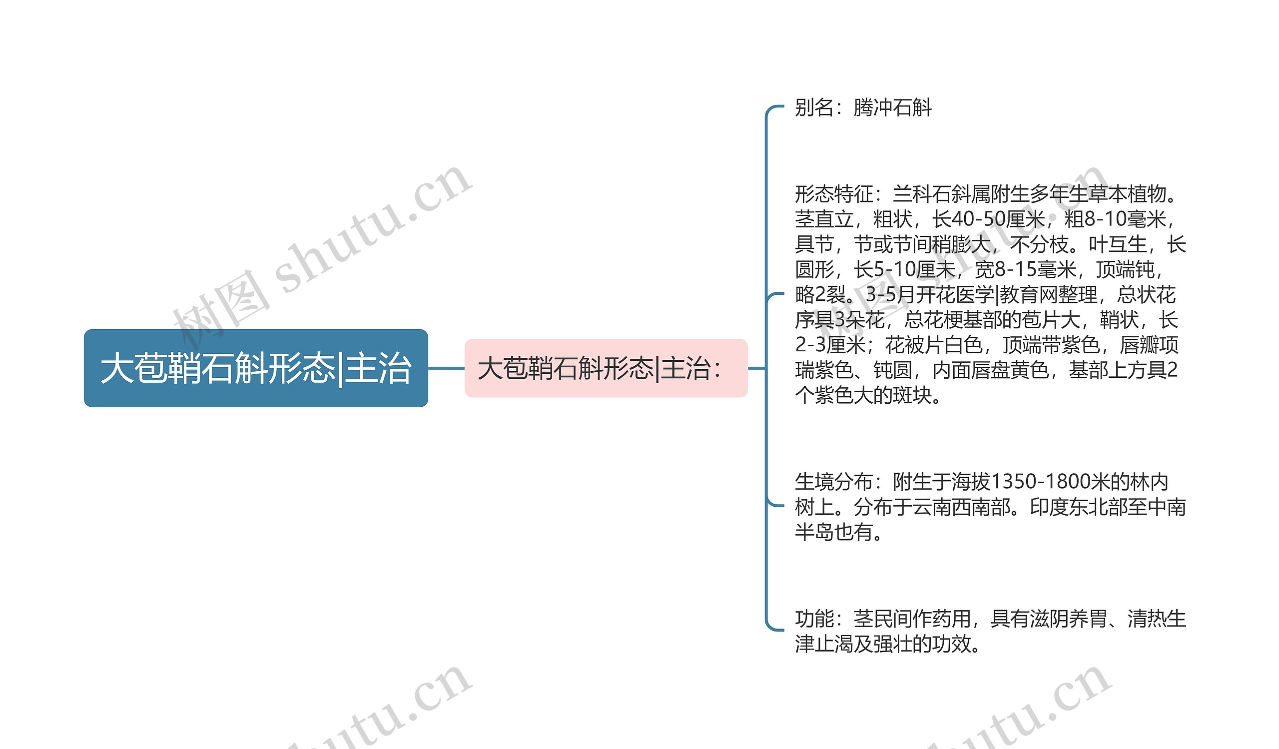 大苞鞘石斛形态|主治思维导图